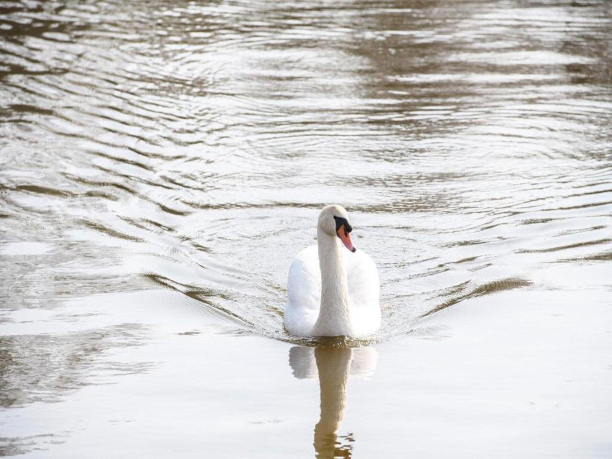 MarinaPark Nieuw Loosdrecht 2 in Nieuw-Loosdrecht - Foto 21 van 43
