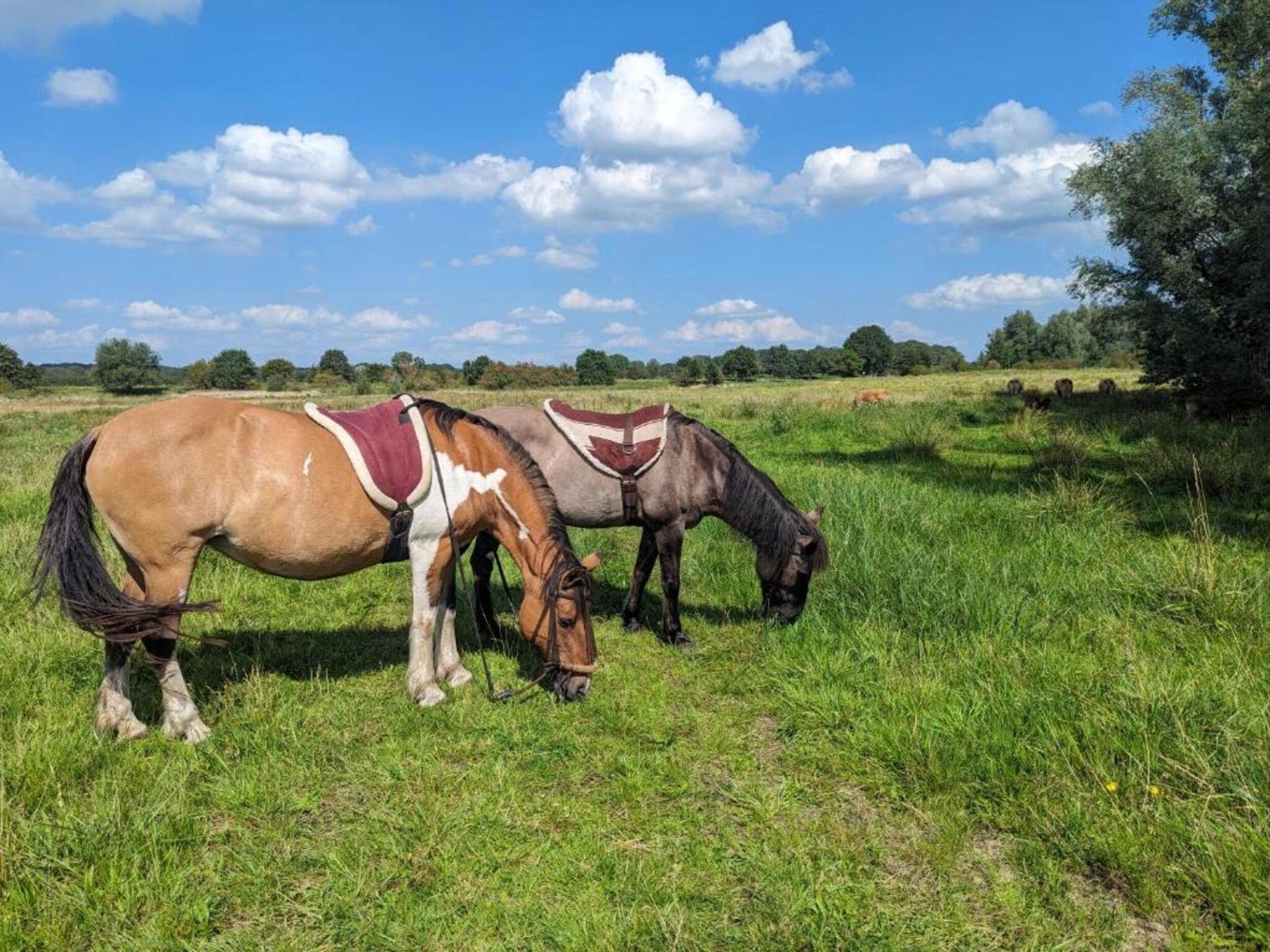 Vakantie bij Meeussen - Molendal 3 in Plasmolen - Foto 38 van 40
