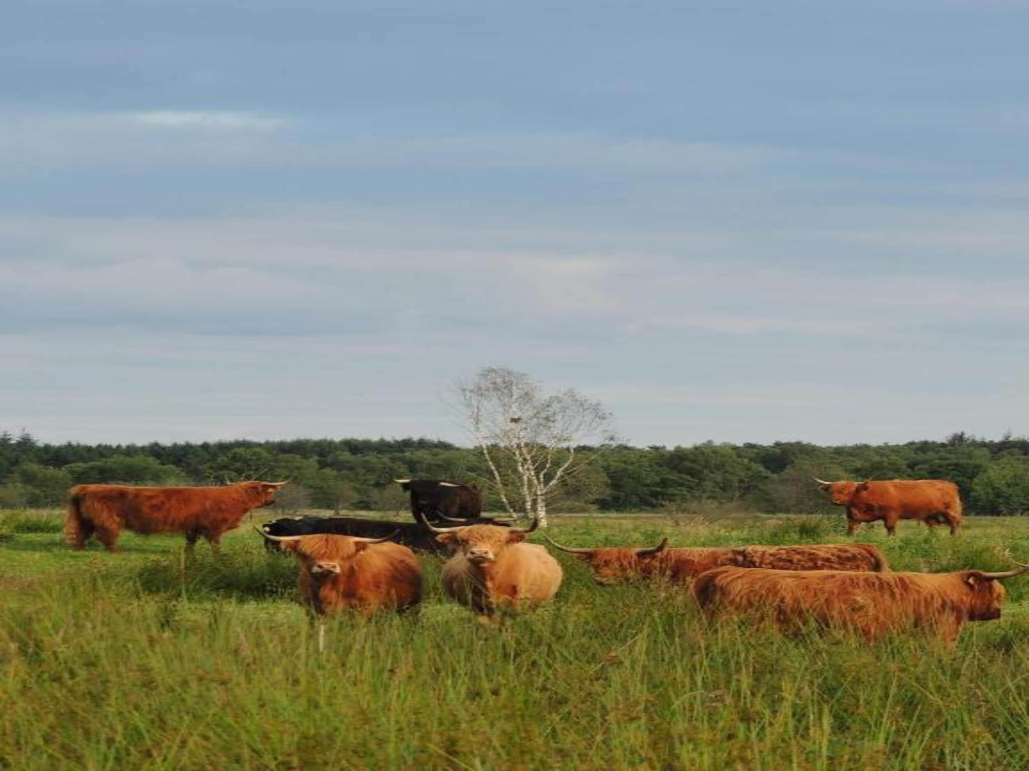 Resort Drentse Weelde 1 in Hoogersmilde - Foto 31 van 33