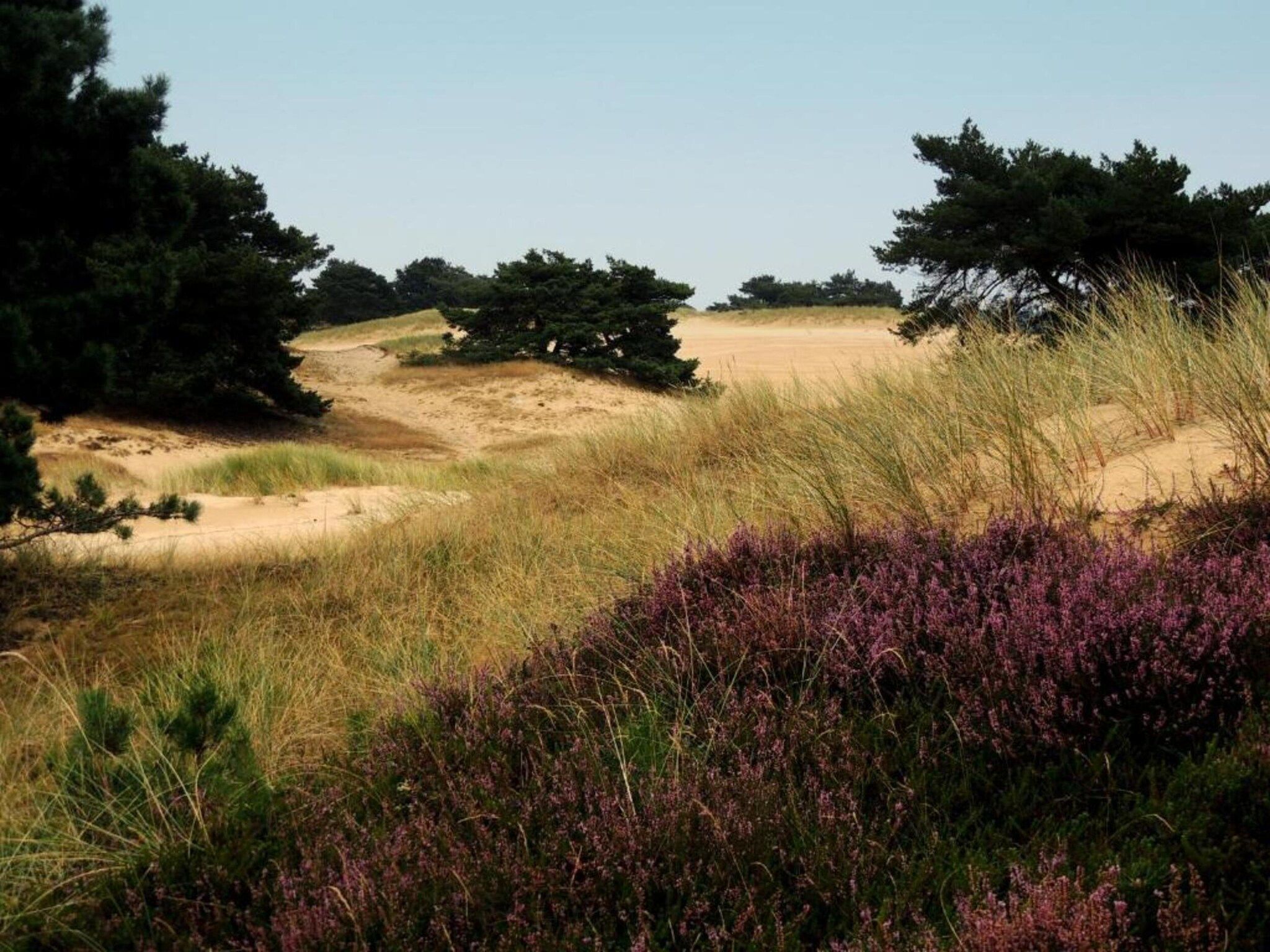 De omgeving van Resort Drentse Weelde 1 in Hoogersmilde