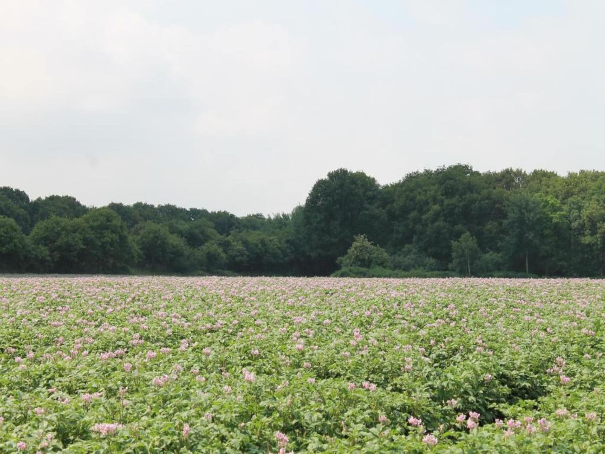 De omgeving van Vakantiepark de Katjeskelder 25 in Oosterhout