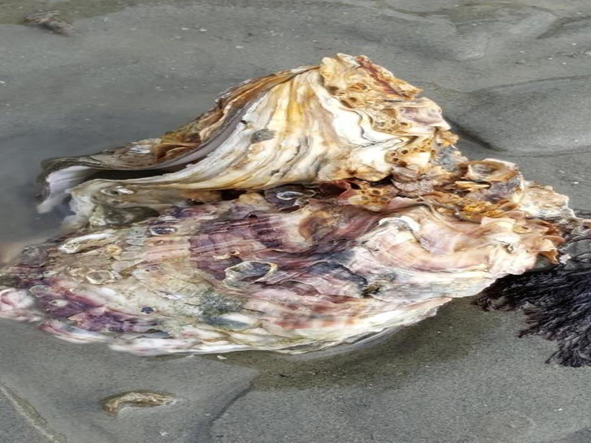 Water Resort Oosterschelde 73 in Wemeldinge - Foto 37 van 40