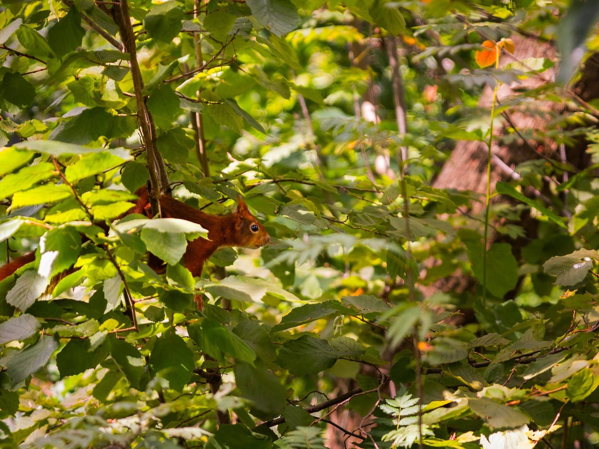 Parc Heihaas 5 in Putten - Foto 36 van 40