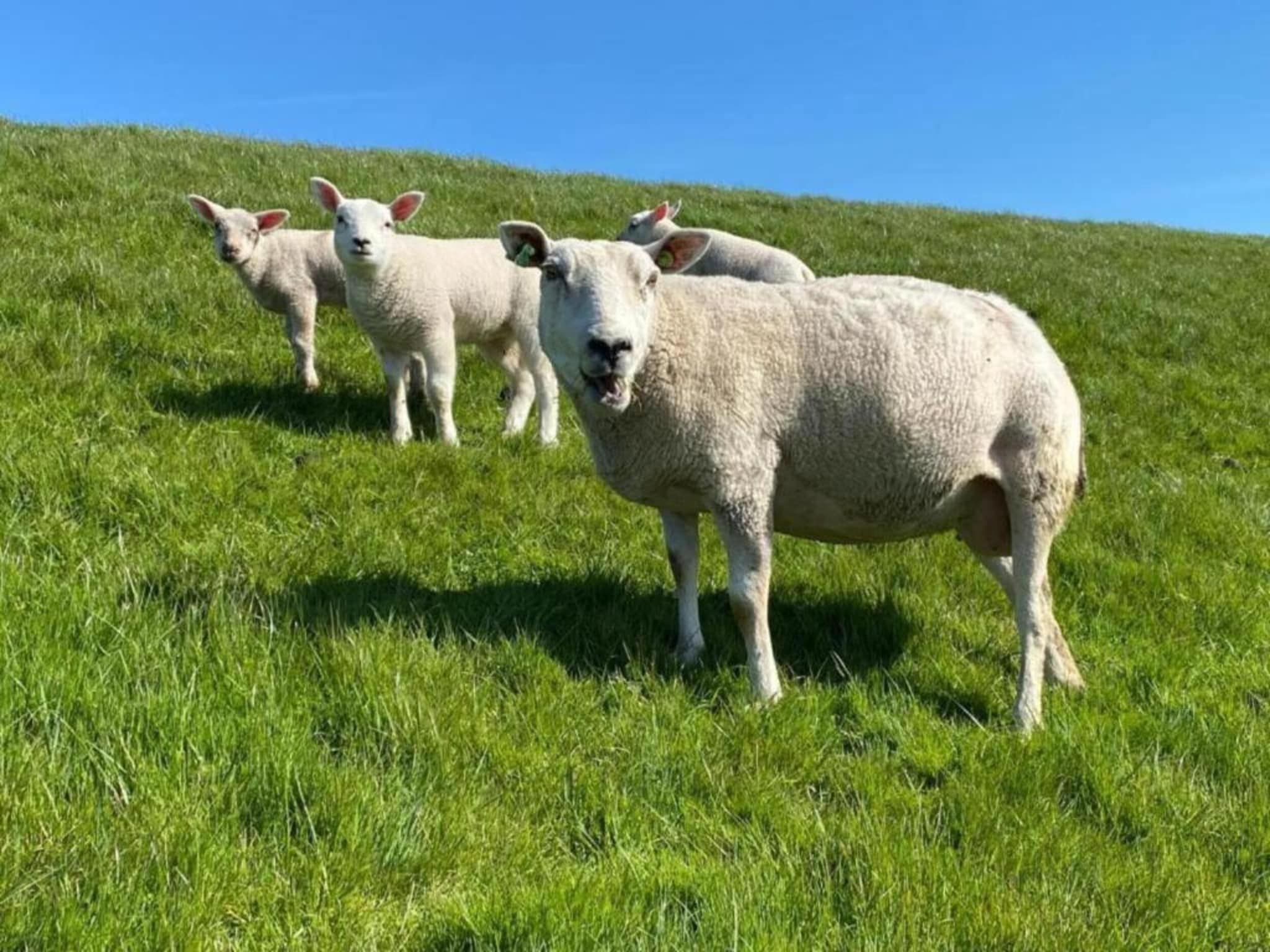 De omgeving van Docklodge 18 in Delfstrahuizen