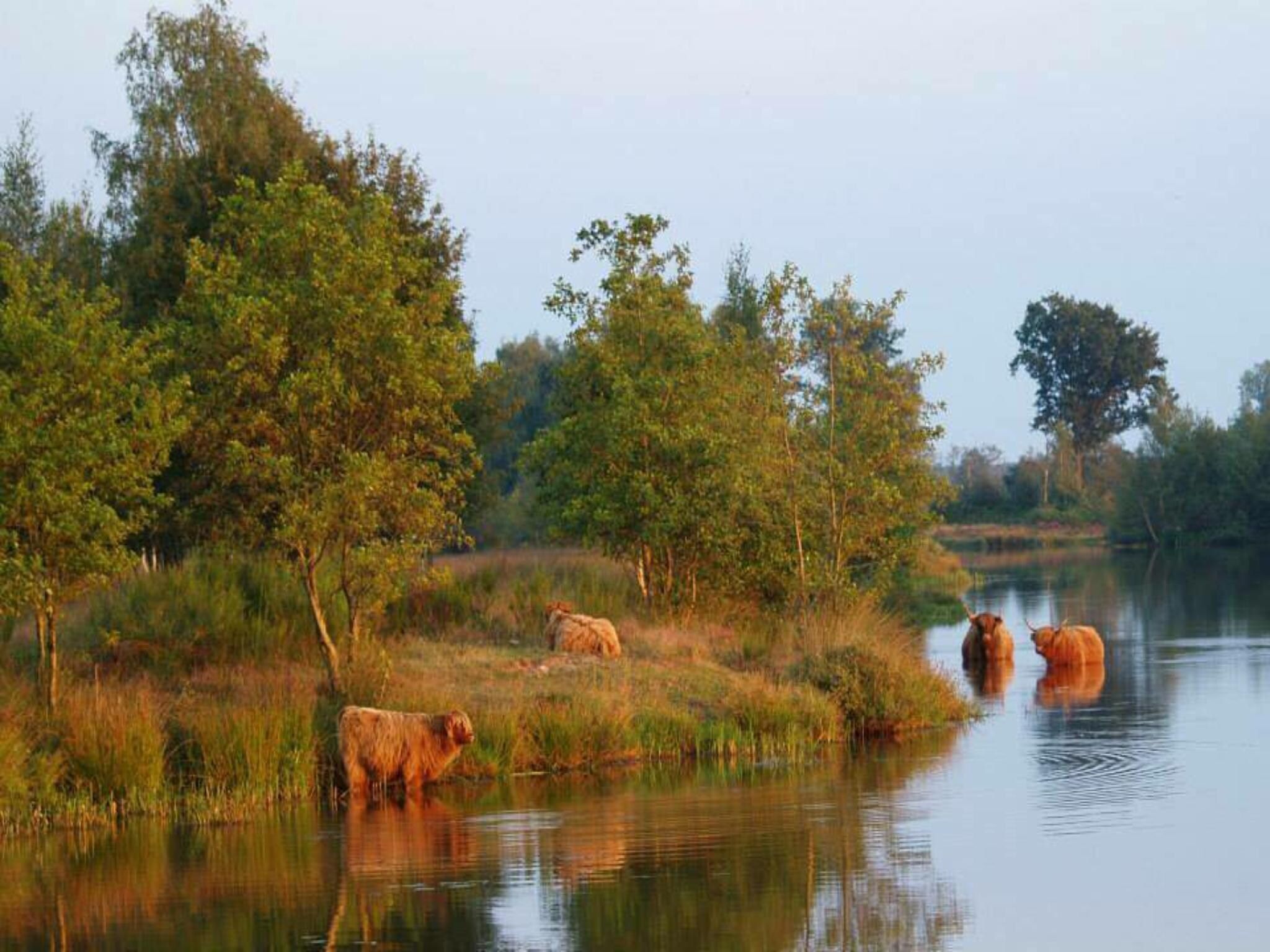 De omgeving van Ranger lodge | 6 persoons in Balkbrug