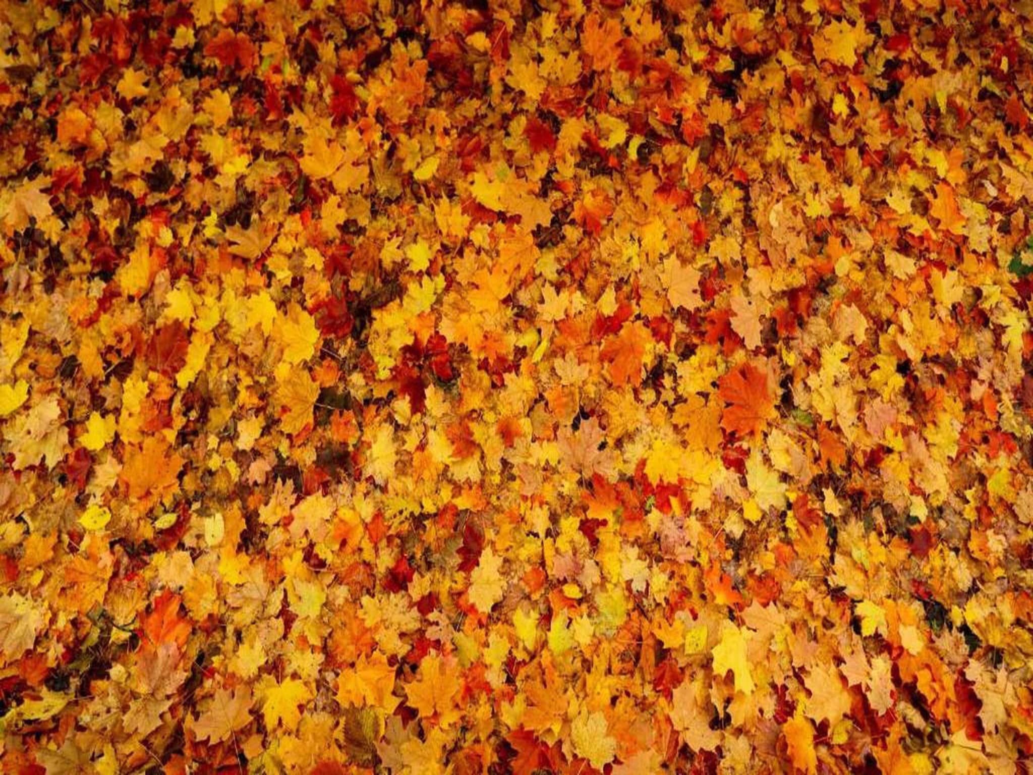 Bospark de Schaapskooi 8 in Wissel/Epe - Foto 31 van 39