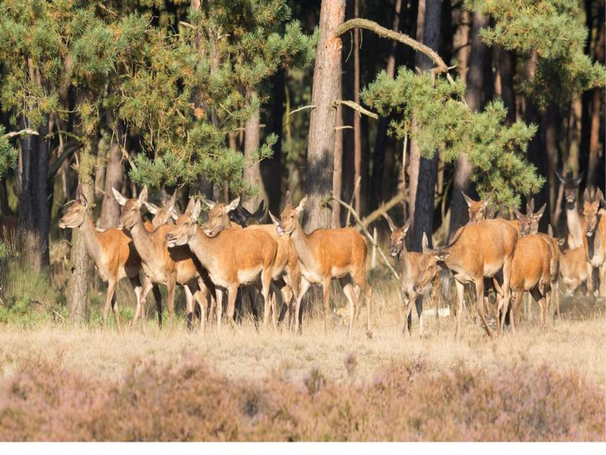 Bospark de Schaapskooi 8 in Wissel/Epe - Foto 38 van 39