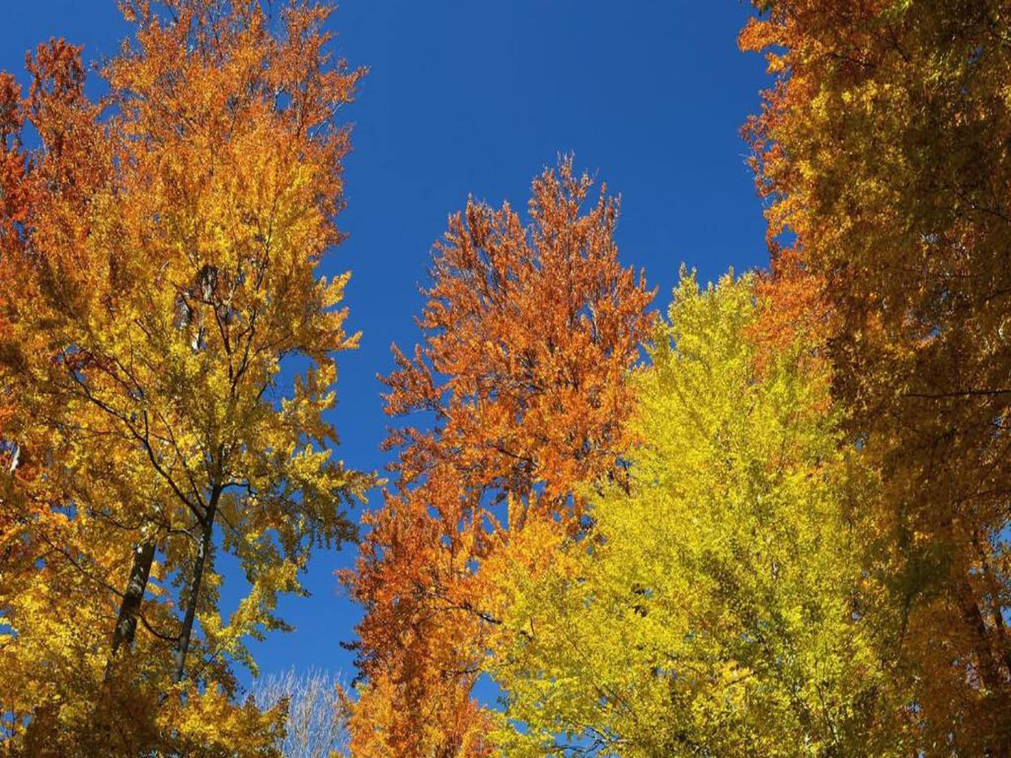 Bospark de Schaapskooi 5 in Wissel/Epe - Foto 31 van 39