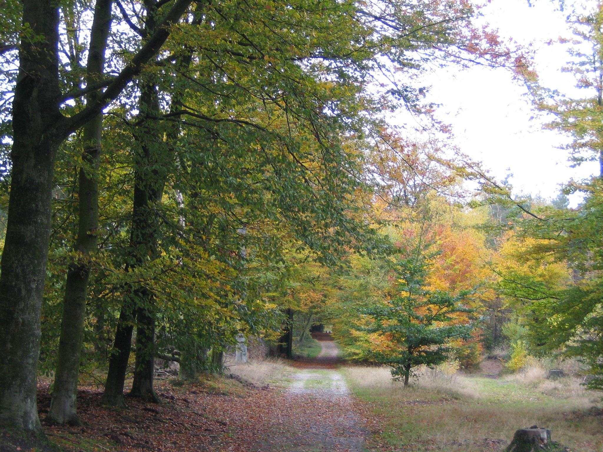 Bungalowpark Hoenderloo 2 in Hoenderloo - Foto 28 van 40