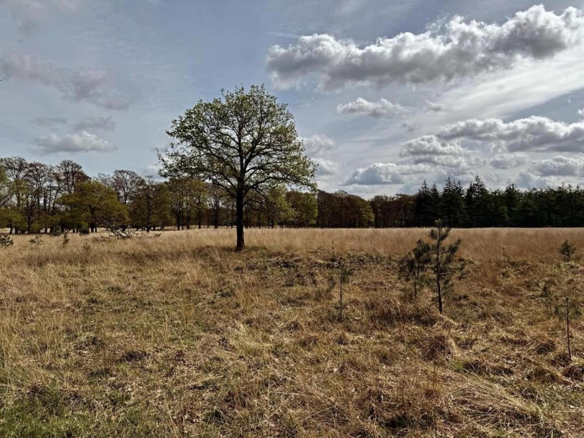 Bungalowpark Hoenderloo 1 in Hoenderloo - Foto 25 van 40