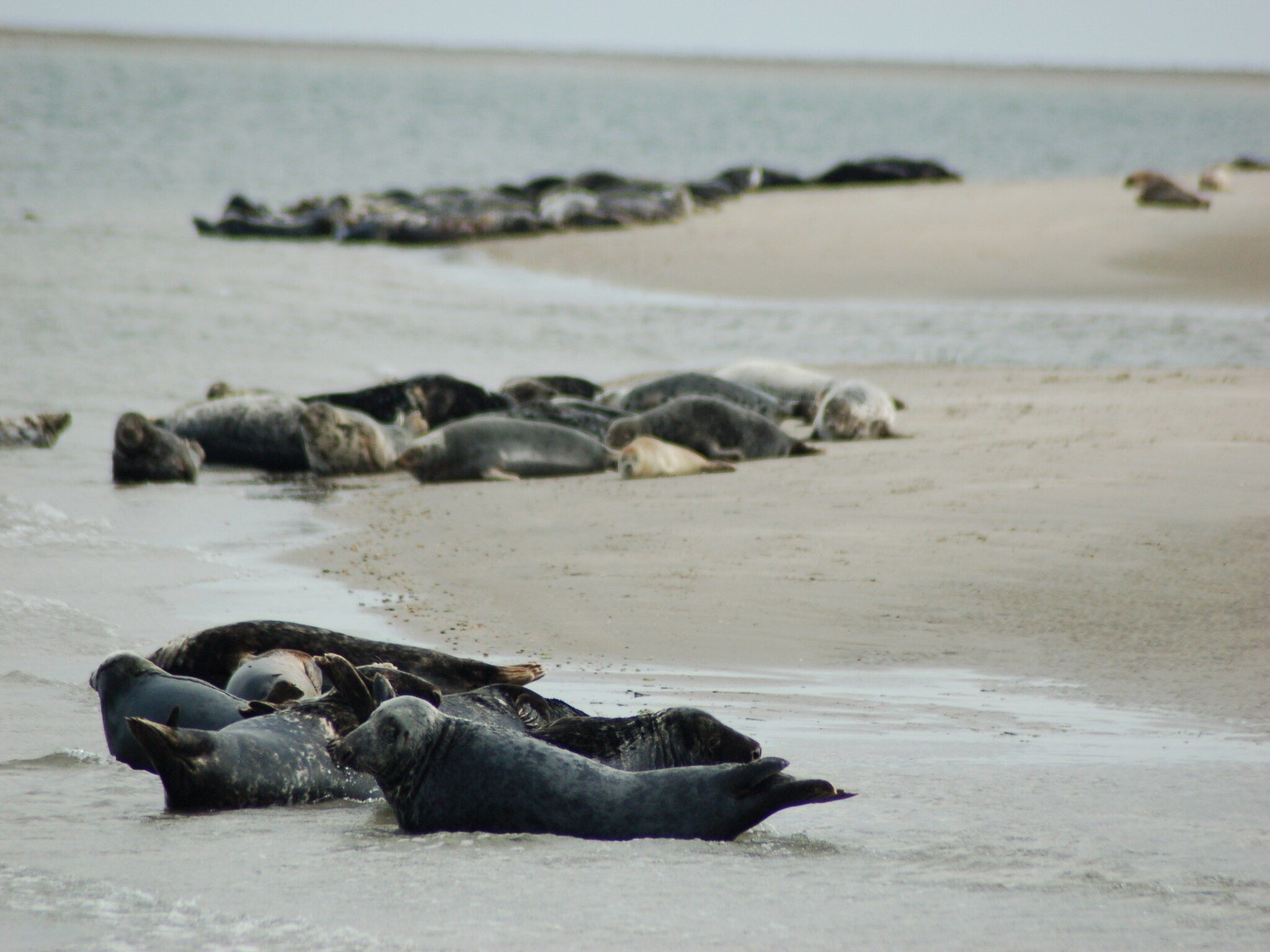De omgeving van Kustpark Texel 3 in De Koog