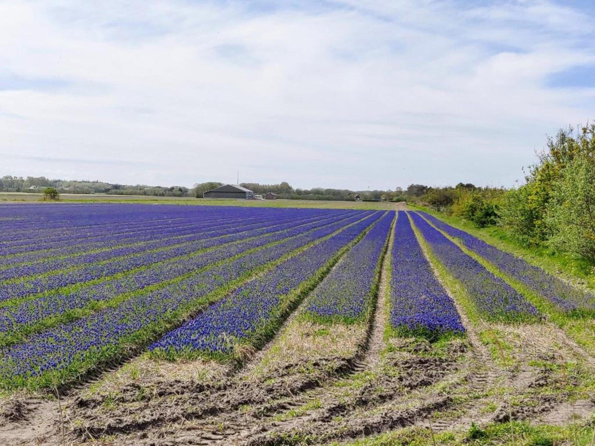 Kustpark Texel 3 in De Koog - Foto 37 van 40