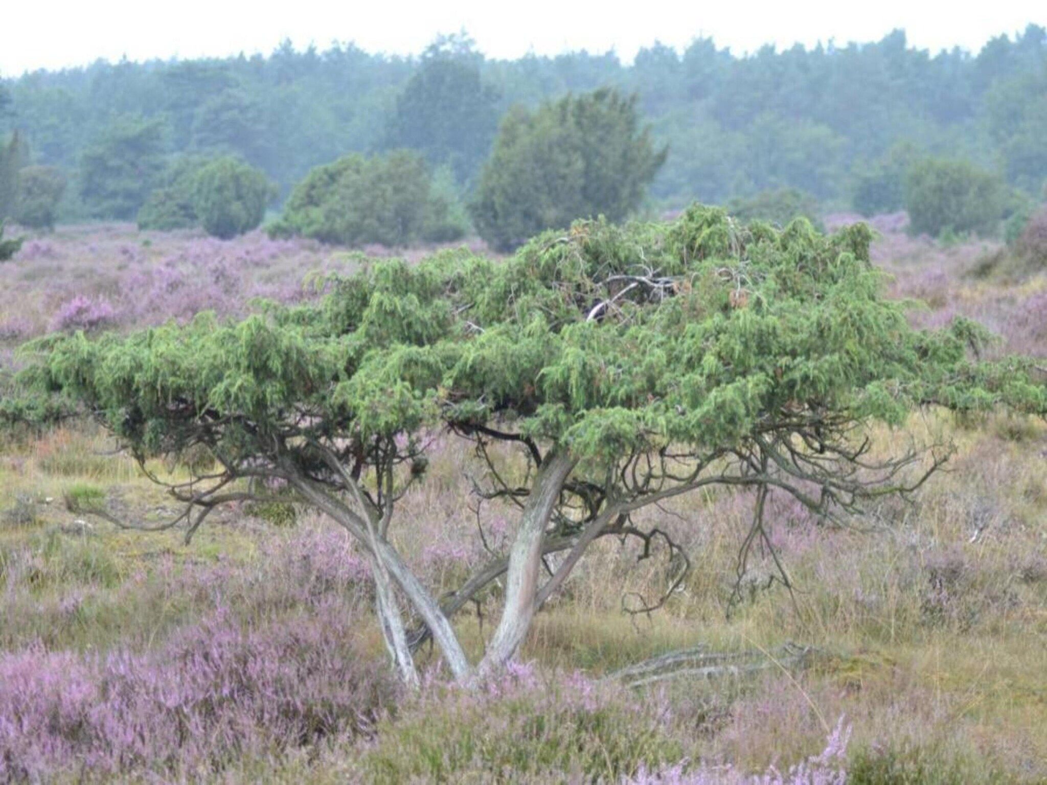 Bospark Lunsbergen 5 in Borger - Foto 27 van 40