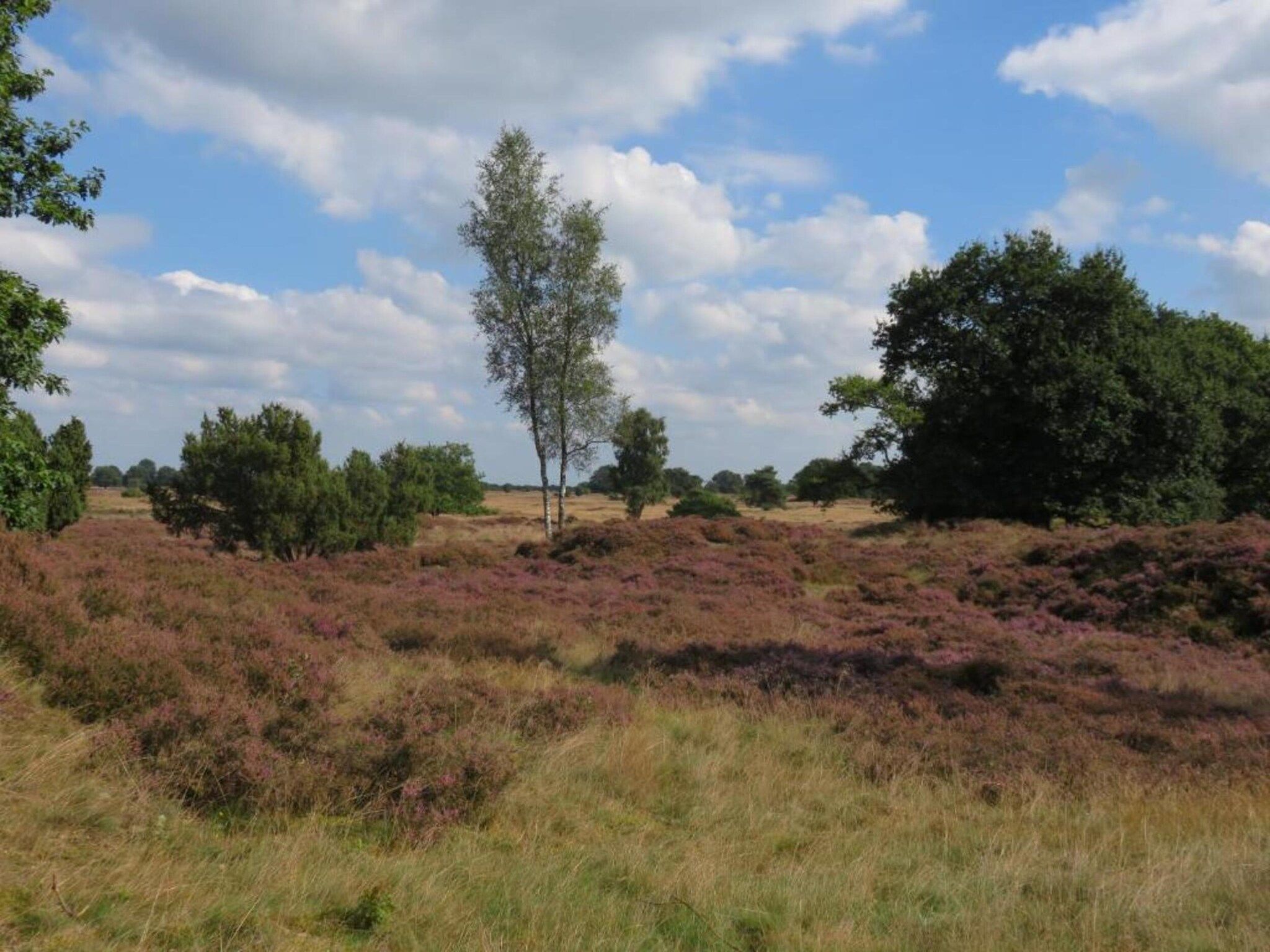 Bospark Lunsbergen 6 in Borger - Foto 31 van 40