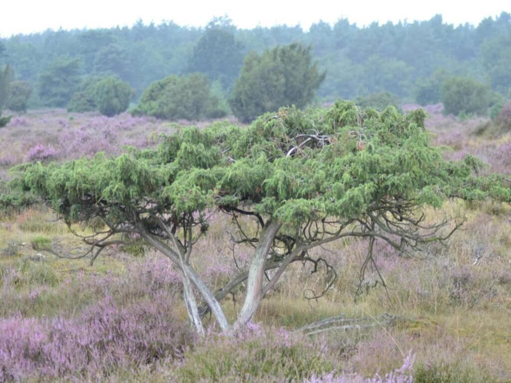 Bospark Lunsbergen 6 in Borger - Foto 27 van 40