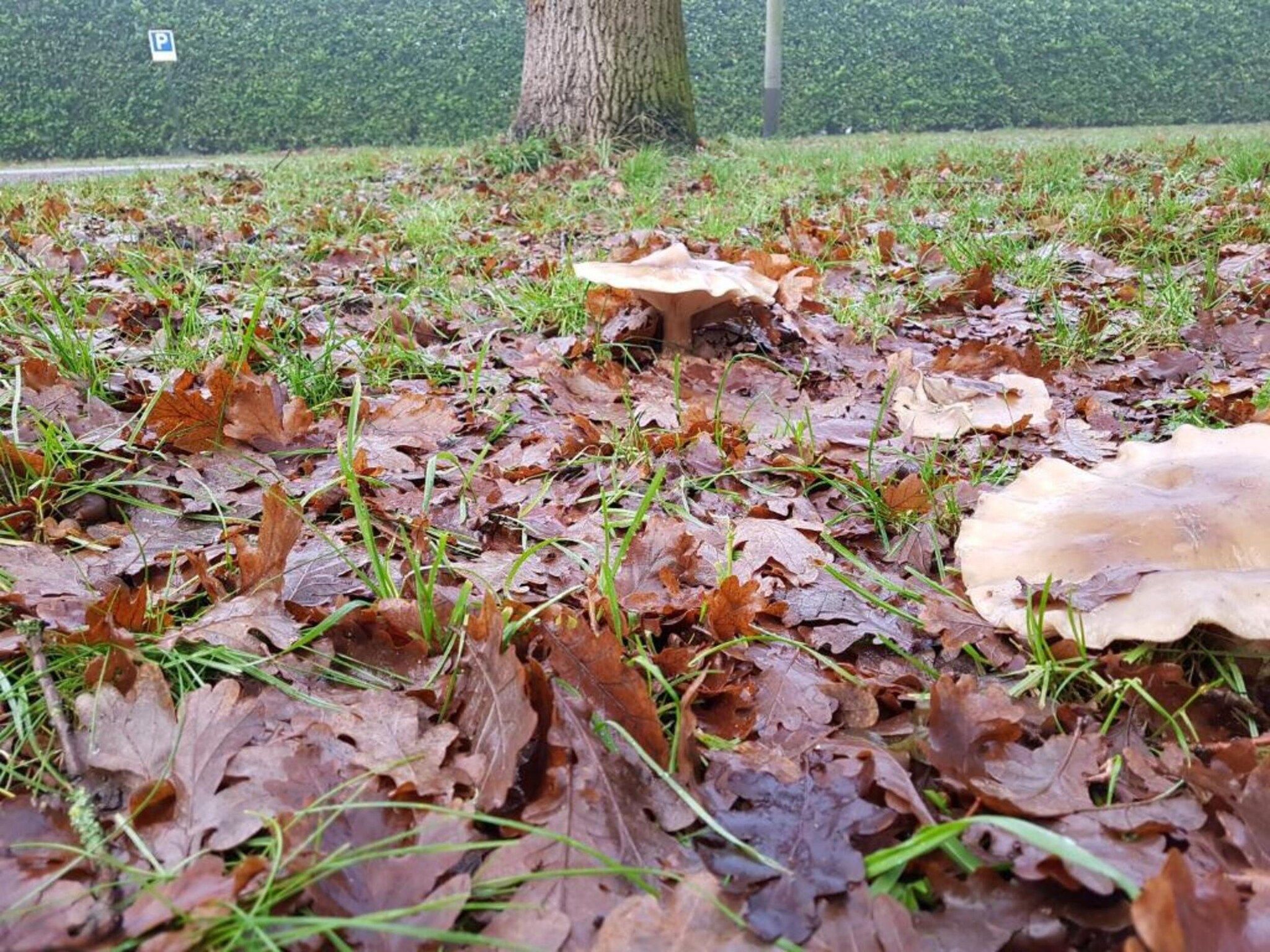 Vakantiepark Klein Vink 15 in Arcen - Foto 36 van 40