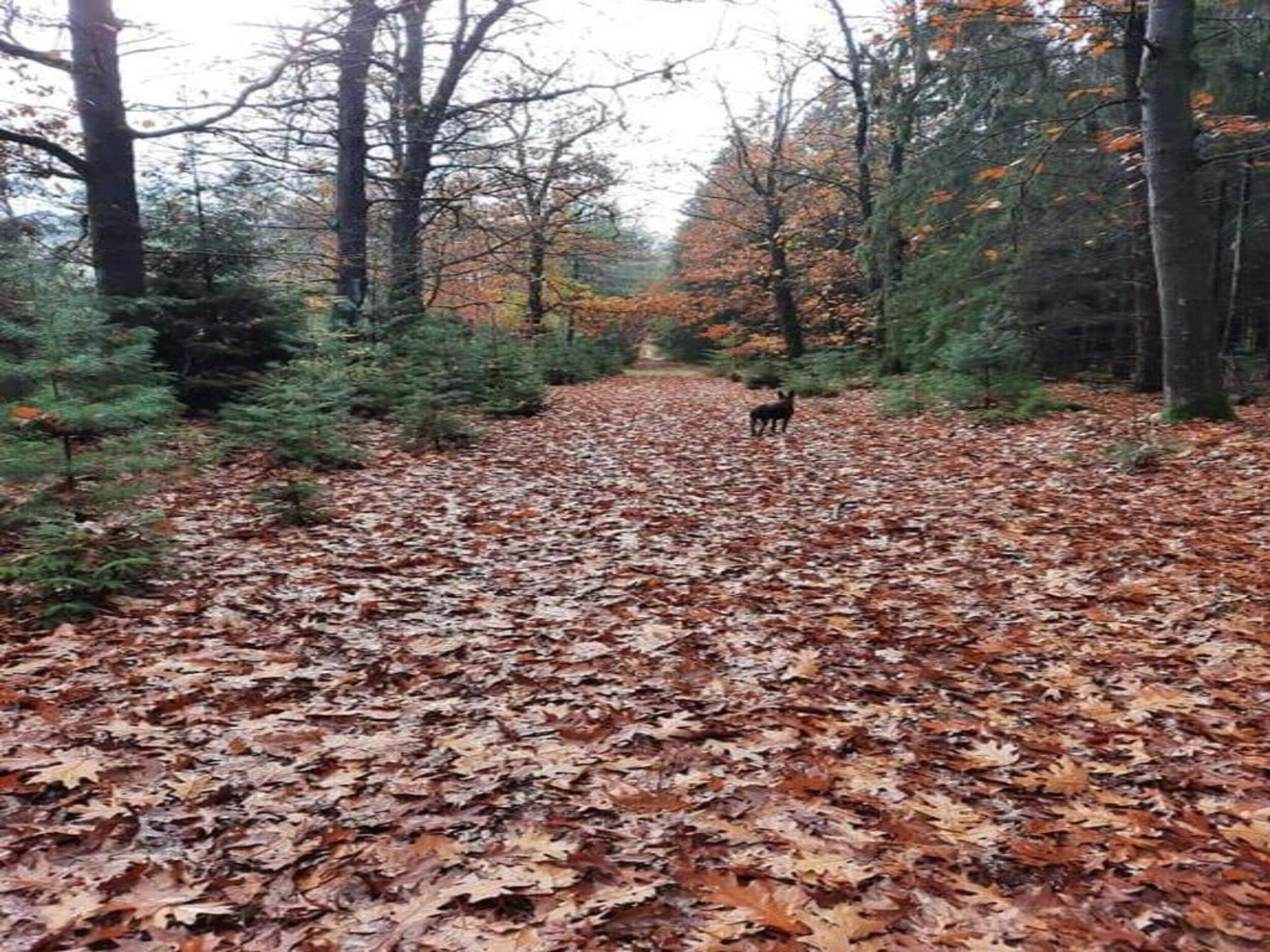 Bospark Lunsbergen 7 in Borger - Foto 24 van 36