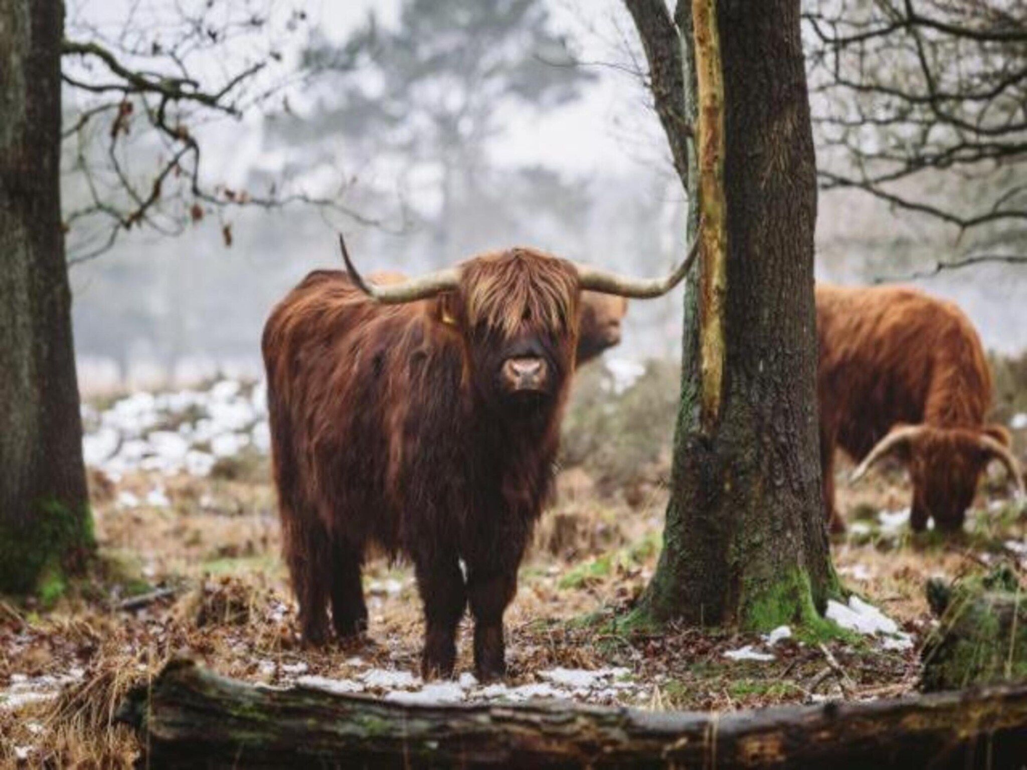 Bospark Lunsbergen 7 in Borger - Foto 26 van 36