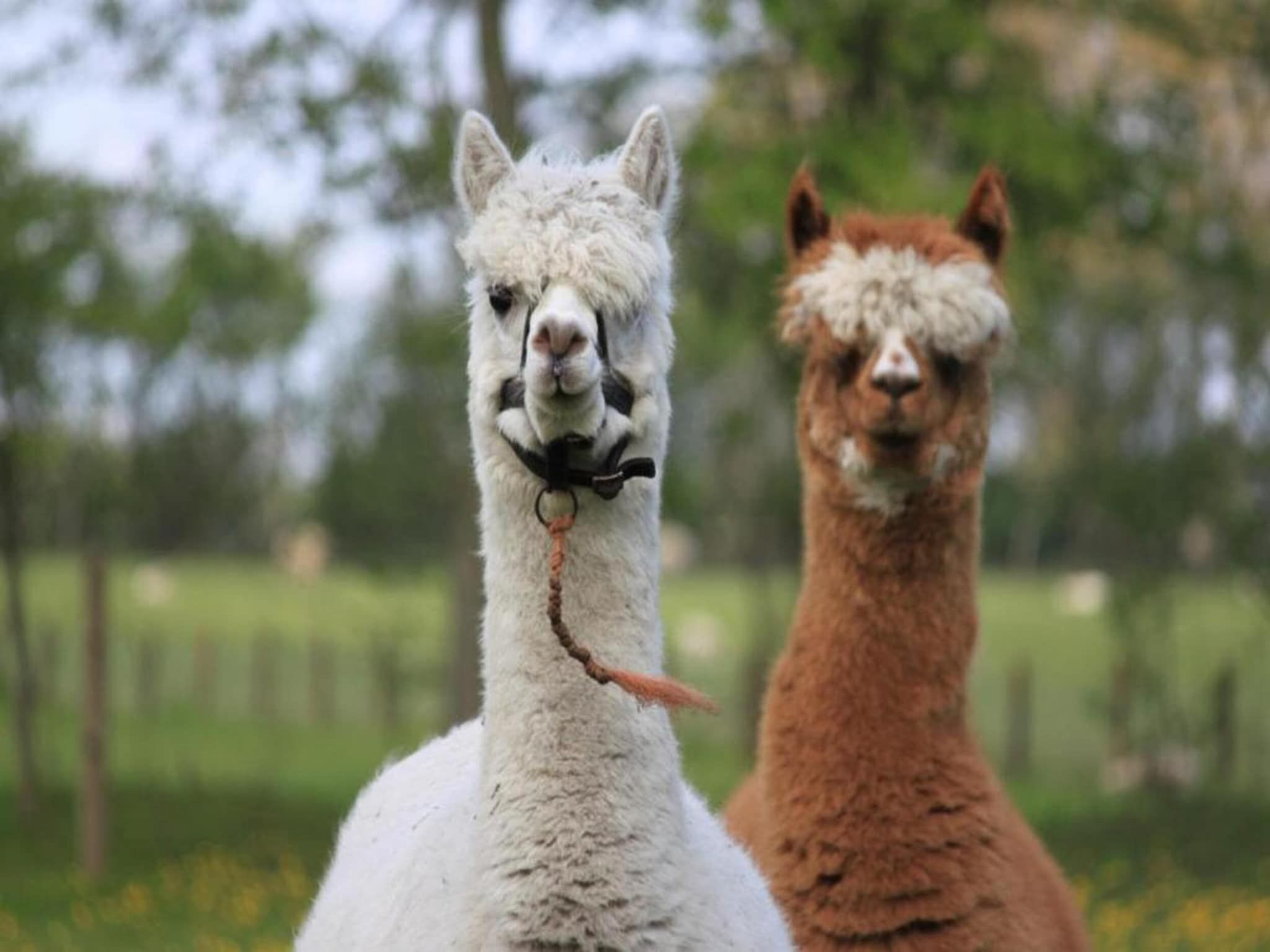 Recreatiepark Wiringherlant  - Villa 10 in Hippolytushoef - Foto 33 van 40