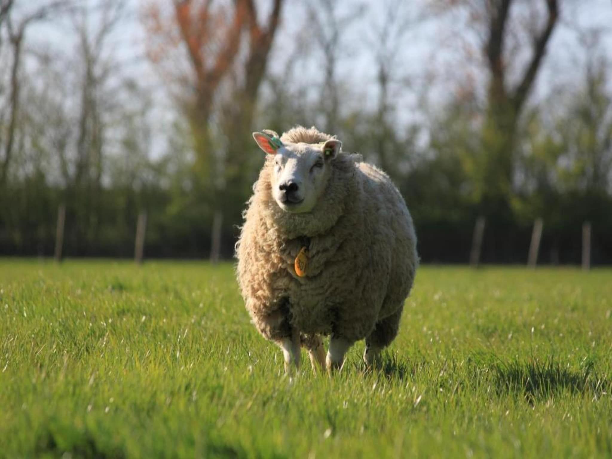 Recreatiepark Wiringherlant  - Villa 10 in Hippolytushoef - Foto 24 van 40