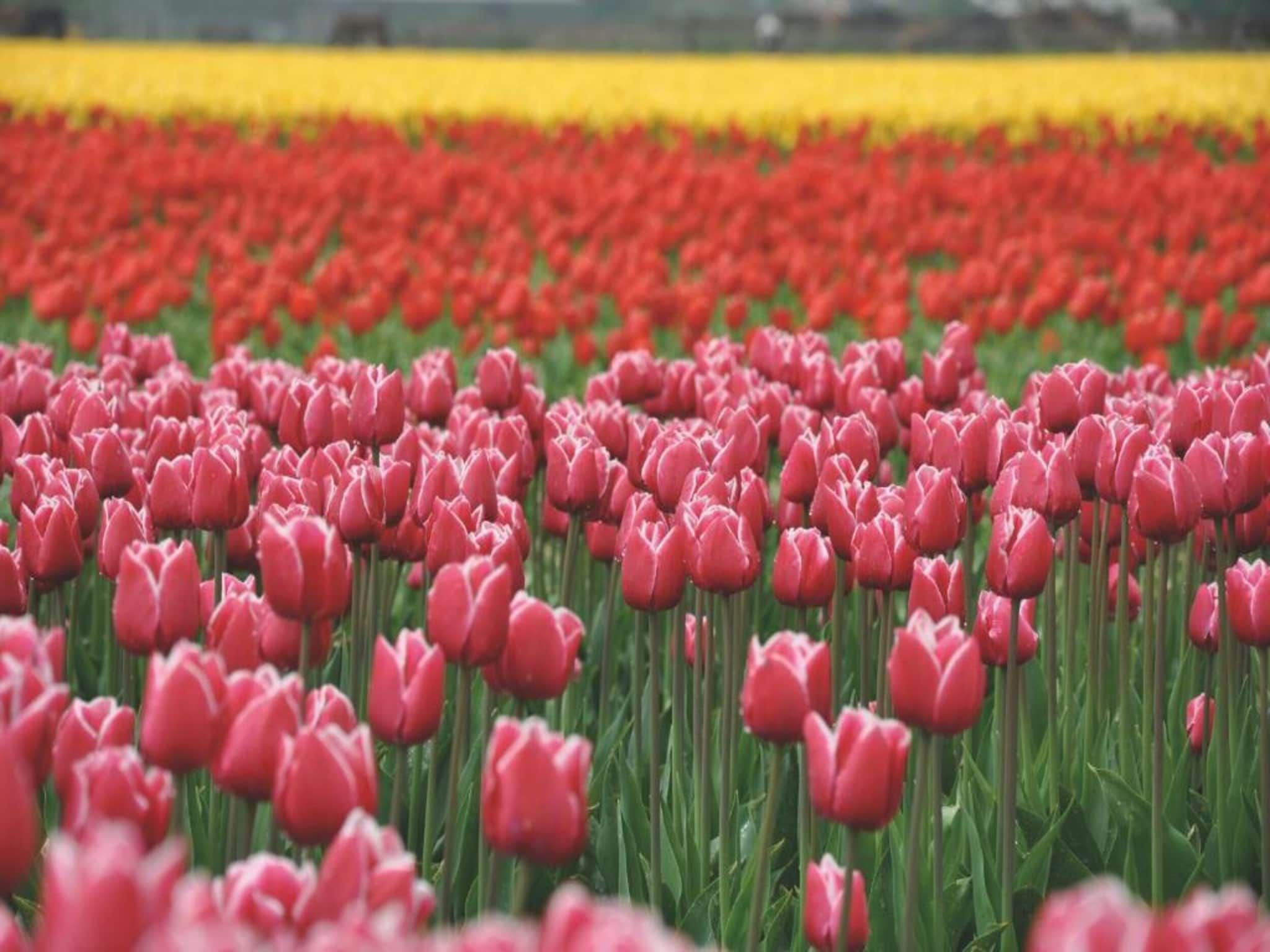 Kustpark Egmond aan Zee 4 in Egmond aan zee - Foto 35 van 41