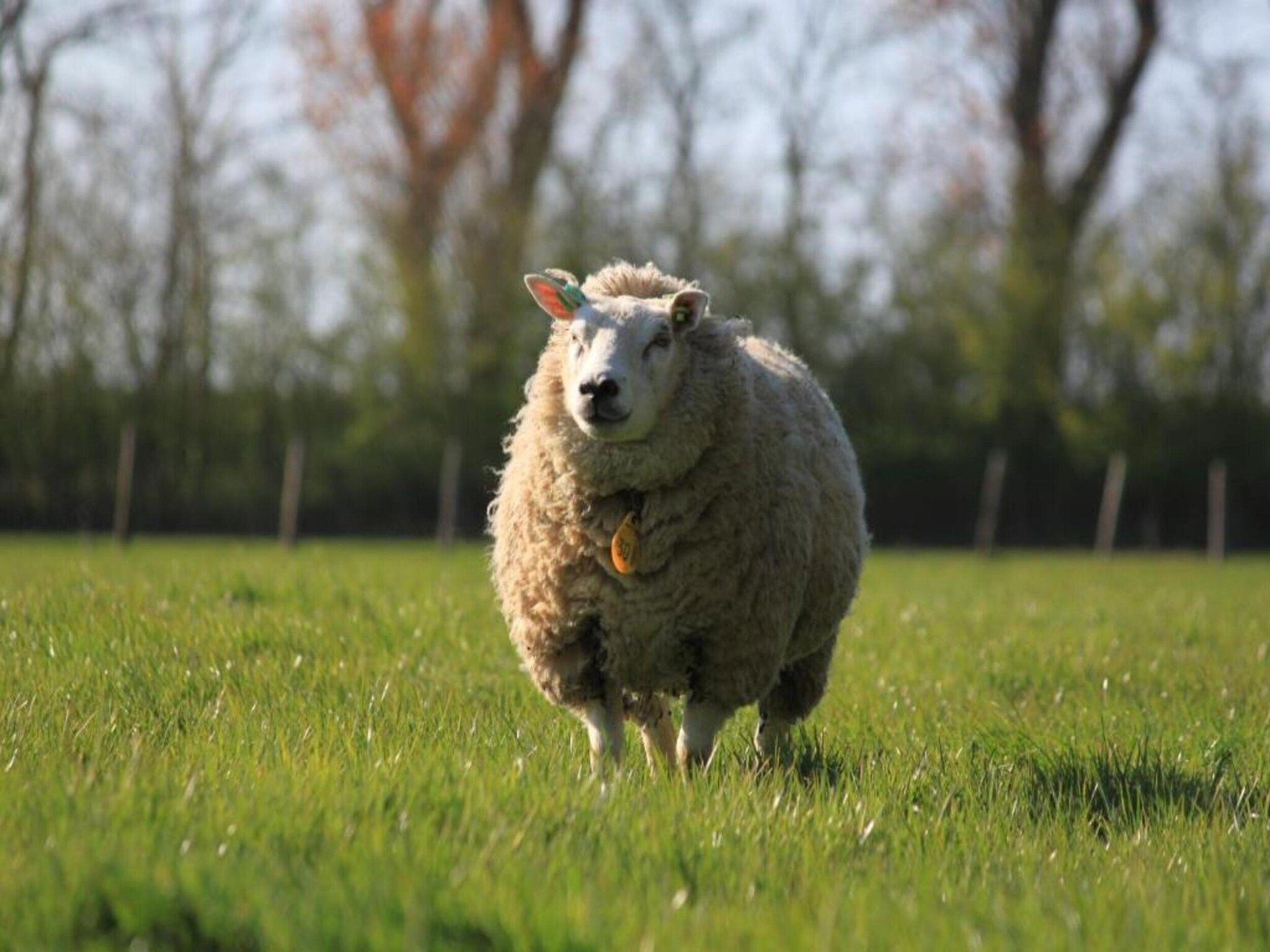 Recreatiepark Wiringherlant - Villa 14 in Hippolytushoef - Foto 32 van 40