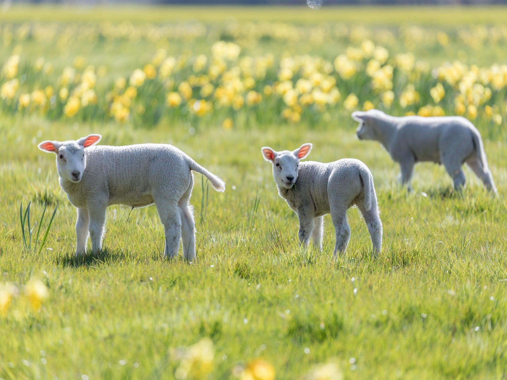 De omgeving van Vakantiepark Hunzedal 6 in Borger