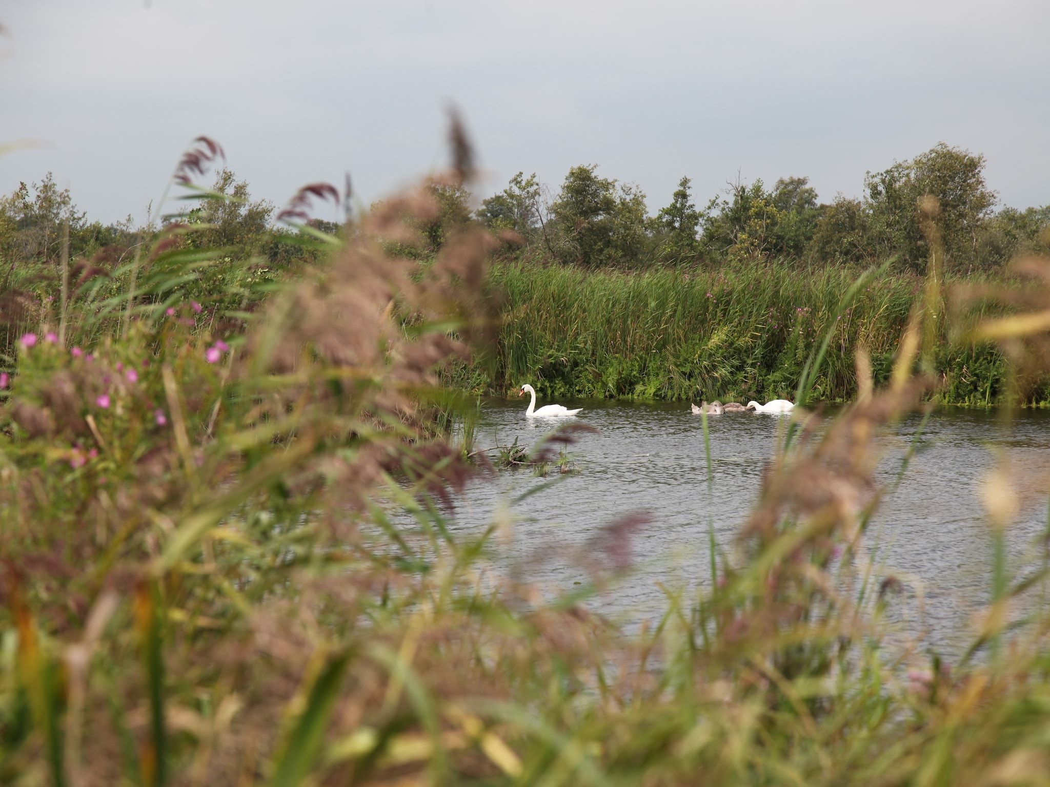 Waterpark Belterwiede 4 in Wanneperveen - Foto 30 van 40