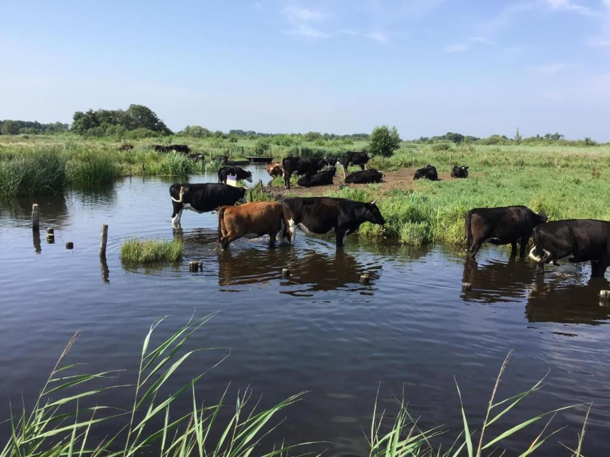 Waterpark Belterwiede 4 in Wanneperveen - Foto 16 van 40