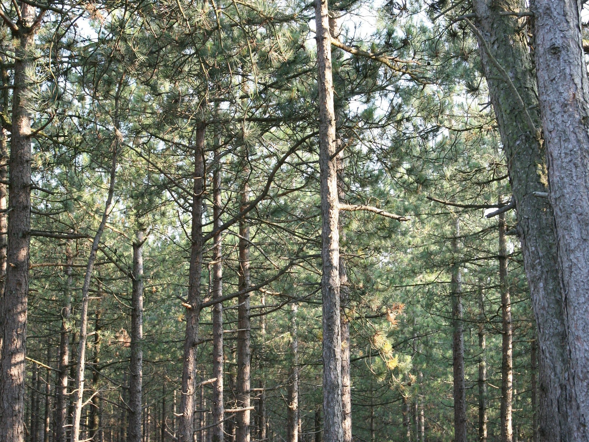 De omgeving van Park Scorleduyn 3 in Schoorl