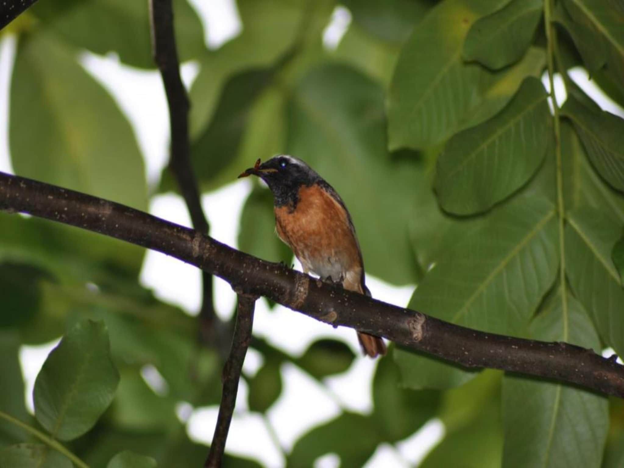 Buitenhof De Leistert 18 in Roggel - Foto 34 van 40