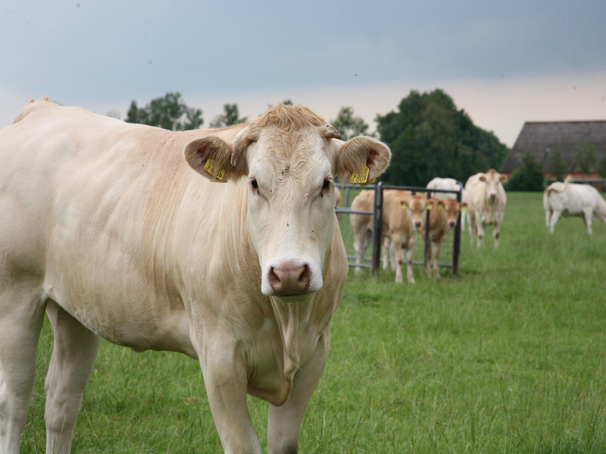 Sfeerbeeld van Marke van Ruinen 1 in Ruinen