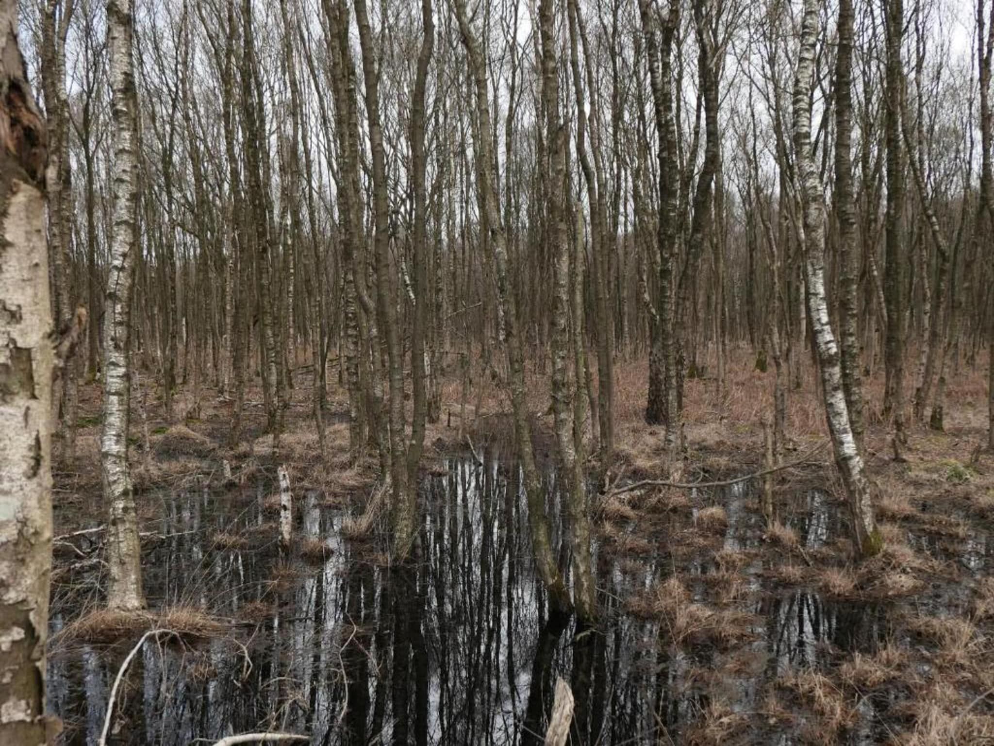 De omgeving van Recreatiepark Tolplas 1 in Hoge Hexel