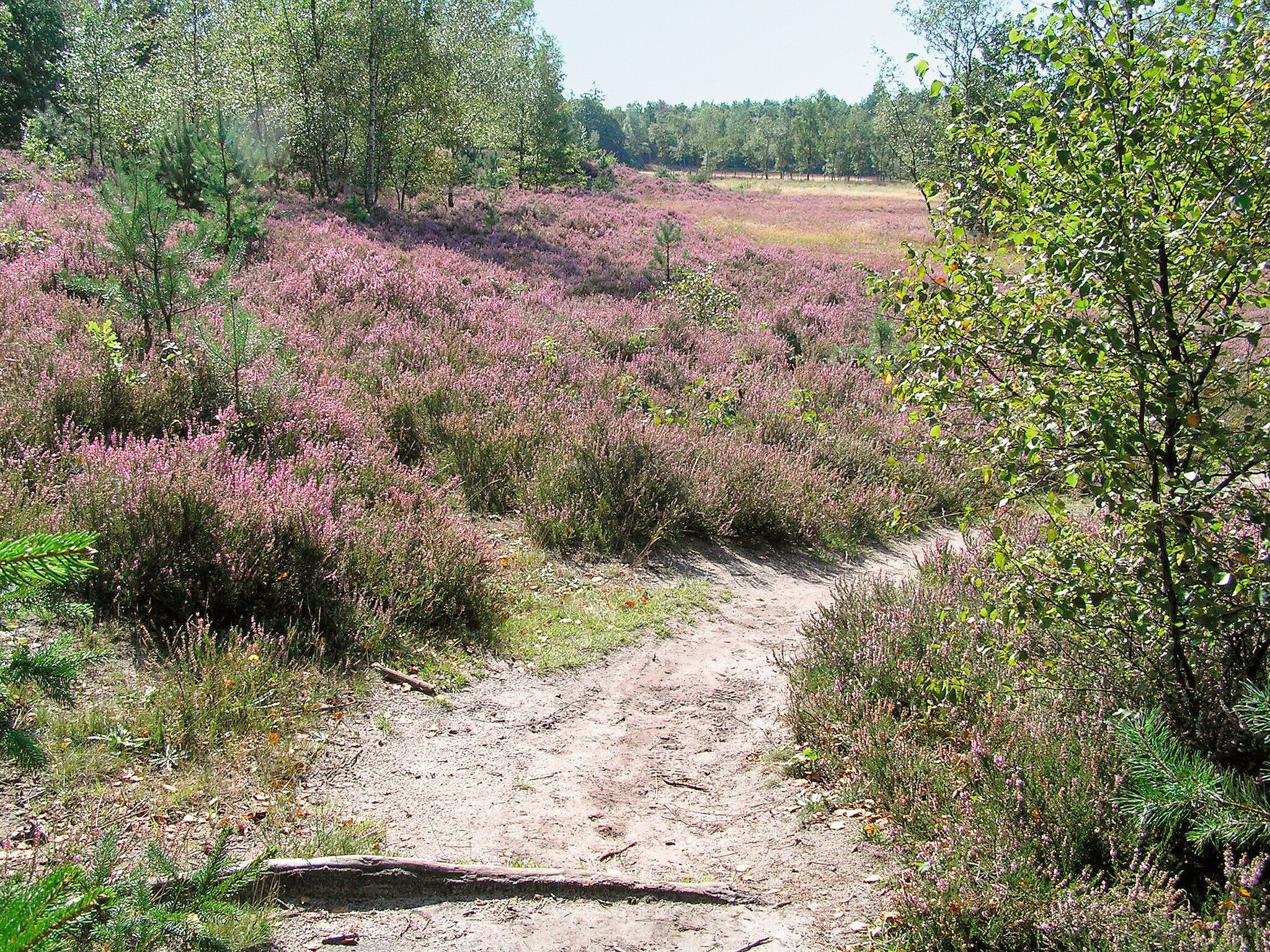 De omgeving van Het Drentse Wold 1 in Hoogersmilde