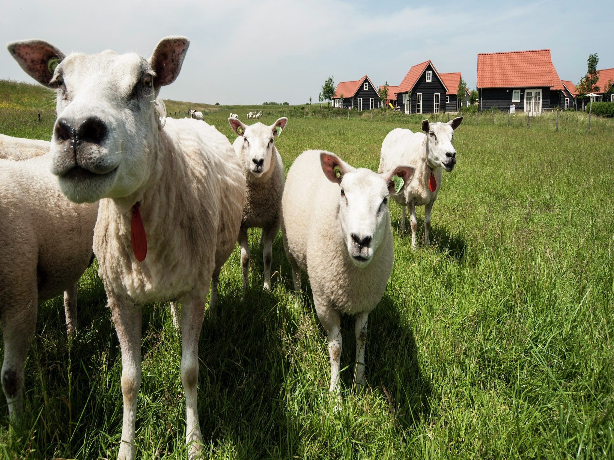Sfeerbeeld van Recreatiepark de Stelhoeve 1 in Wemeldinge