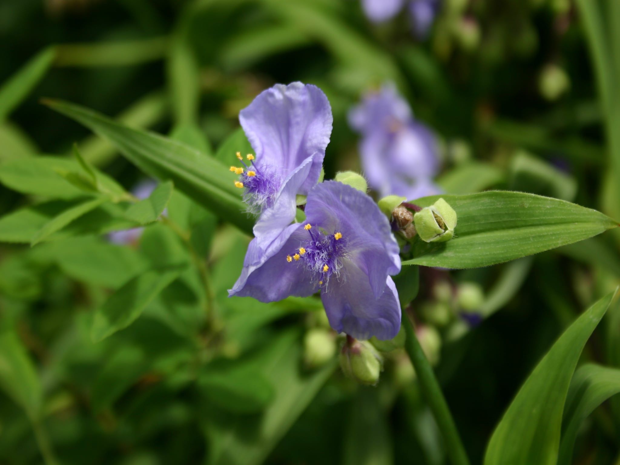 Sfeerbeeld van Chaletpark Kuiperberg 7 in Ootmarsum