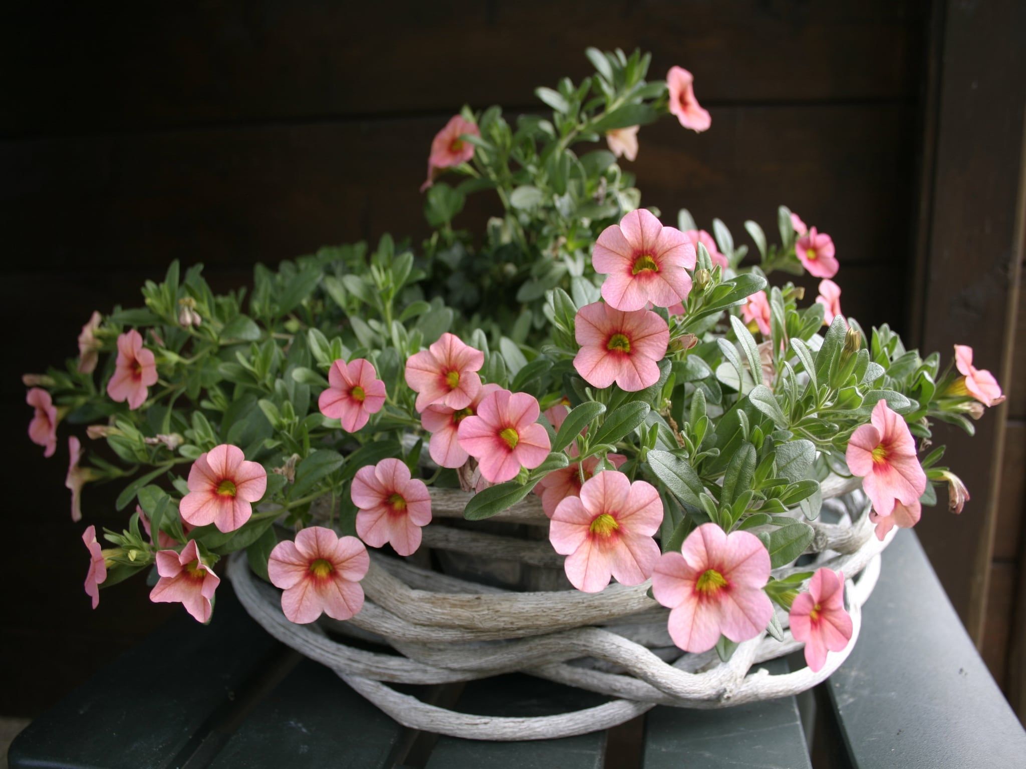 De tuin van Chaletpark Kuiperberg 1 in Ootmarsum
