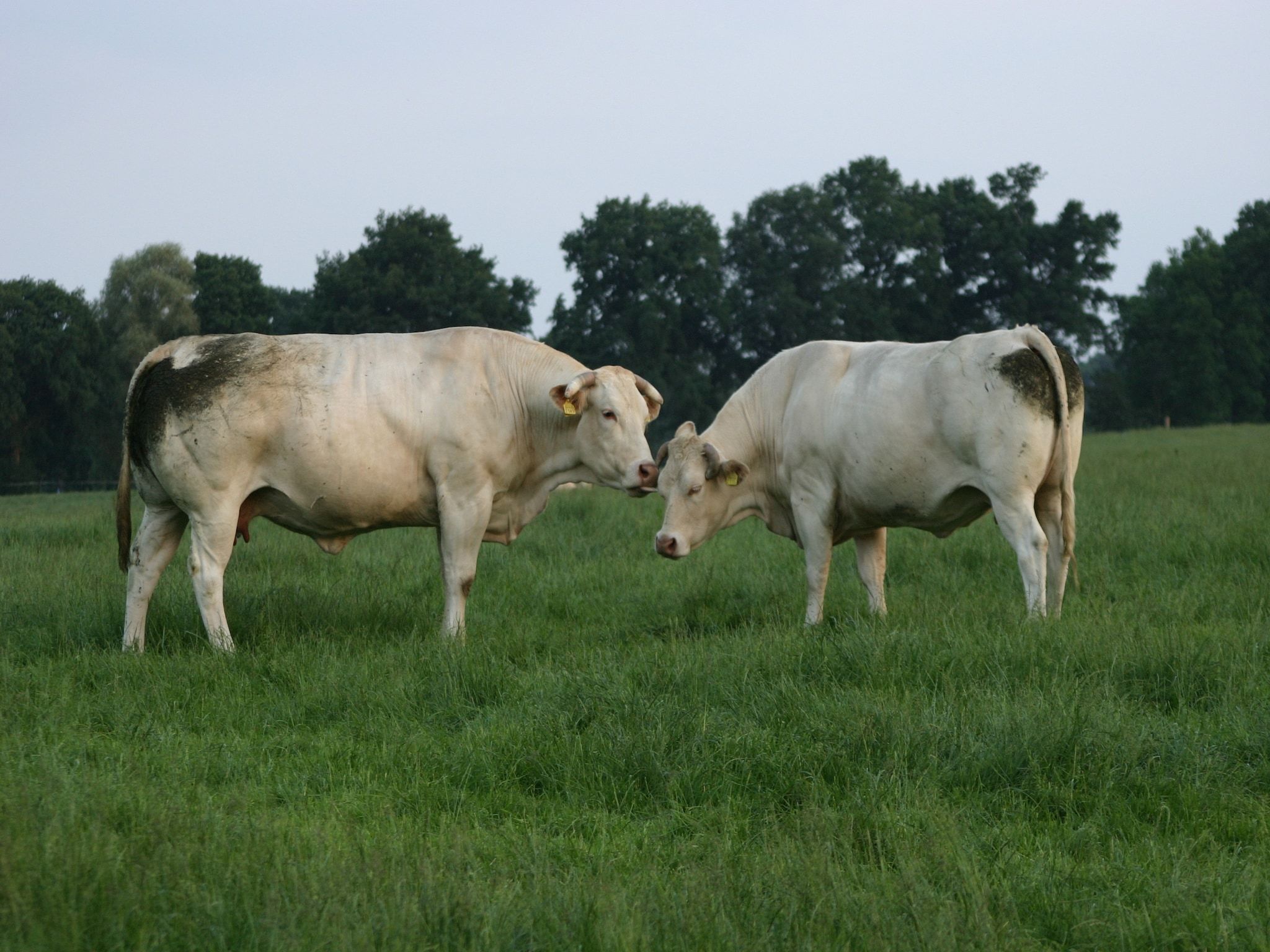 De omgeving van Chaletpark Kuiperberg 1 in Ootmarsum