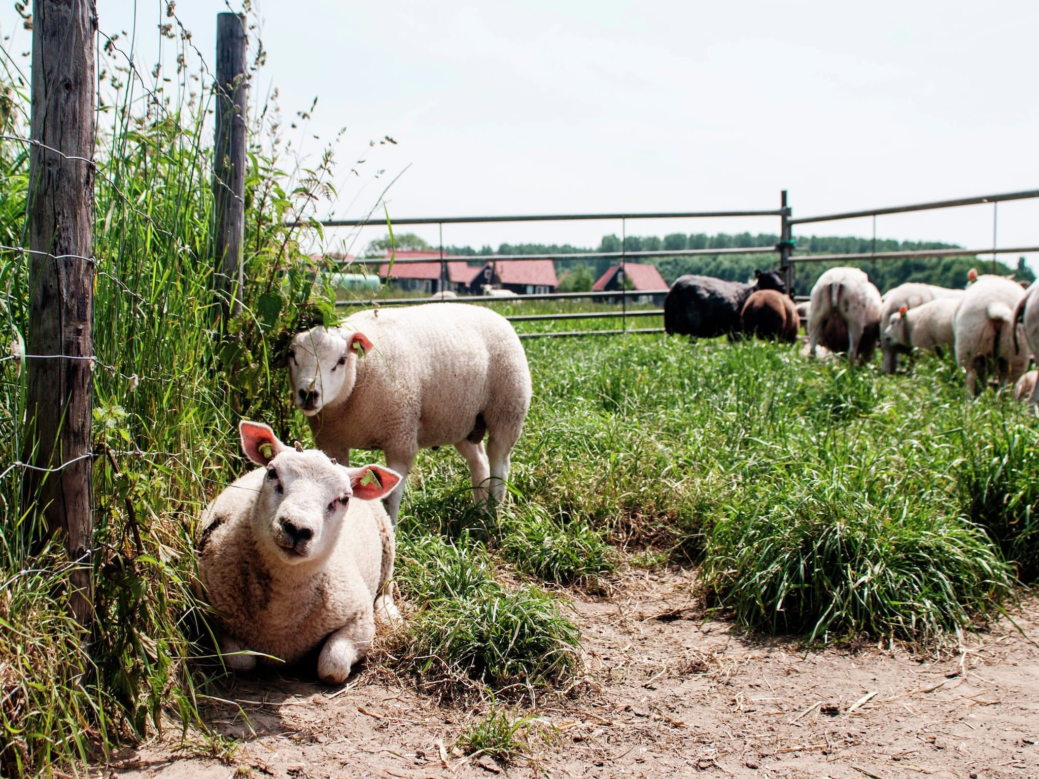 Sfeerbeeld van Recreatiepark de Stelhoeve 4 in Wemeldinge