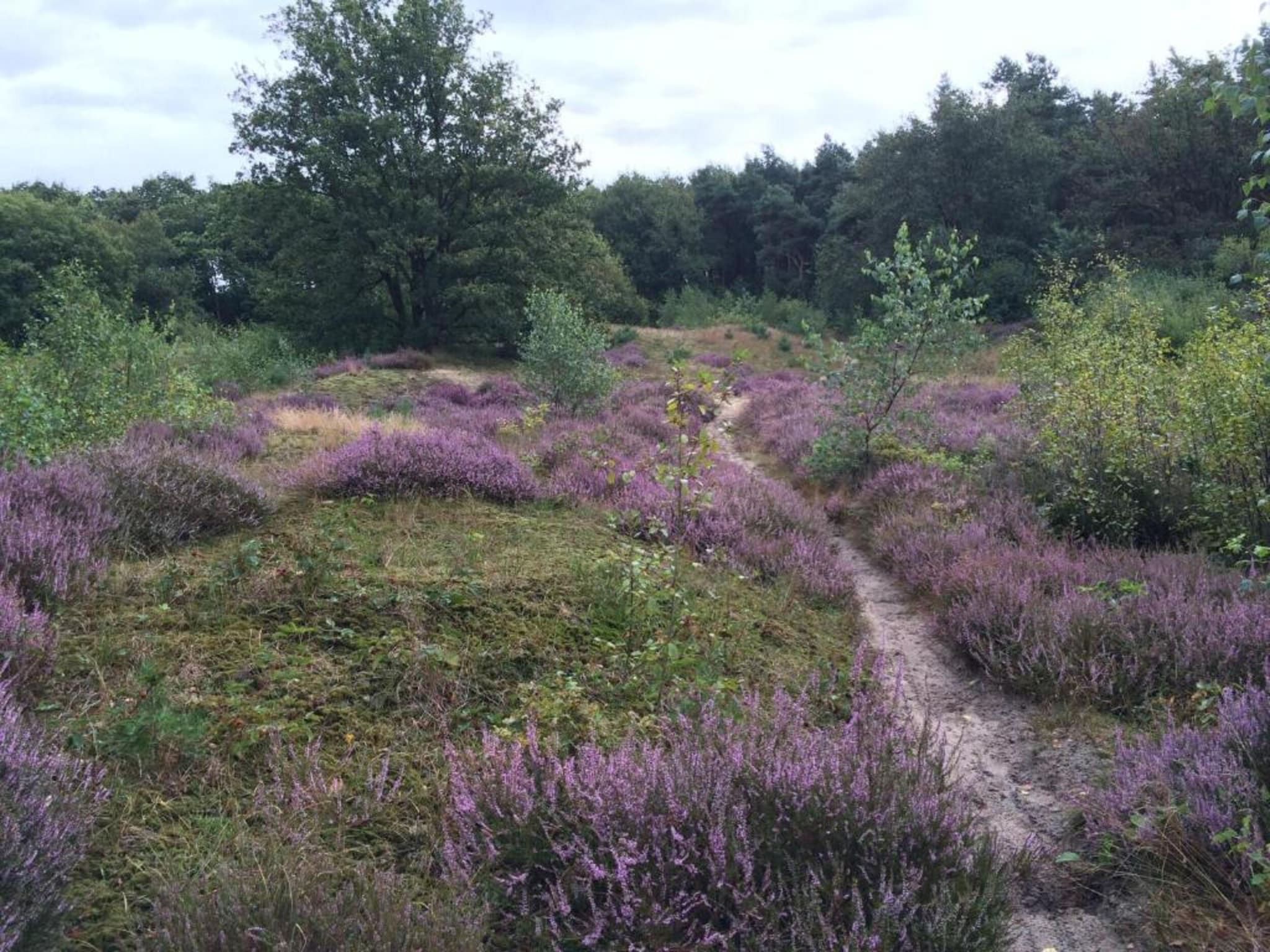 Resort Arcen 1 in Arcen - Foto 35 van 40