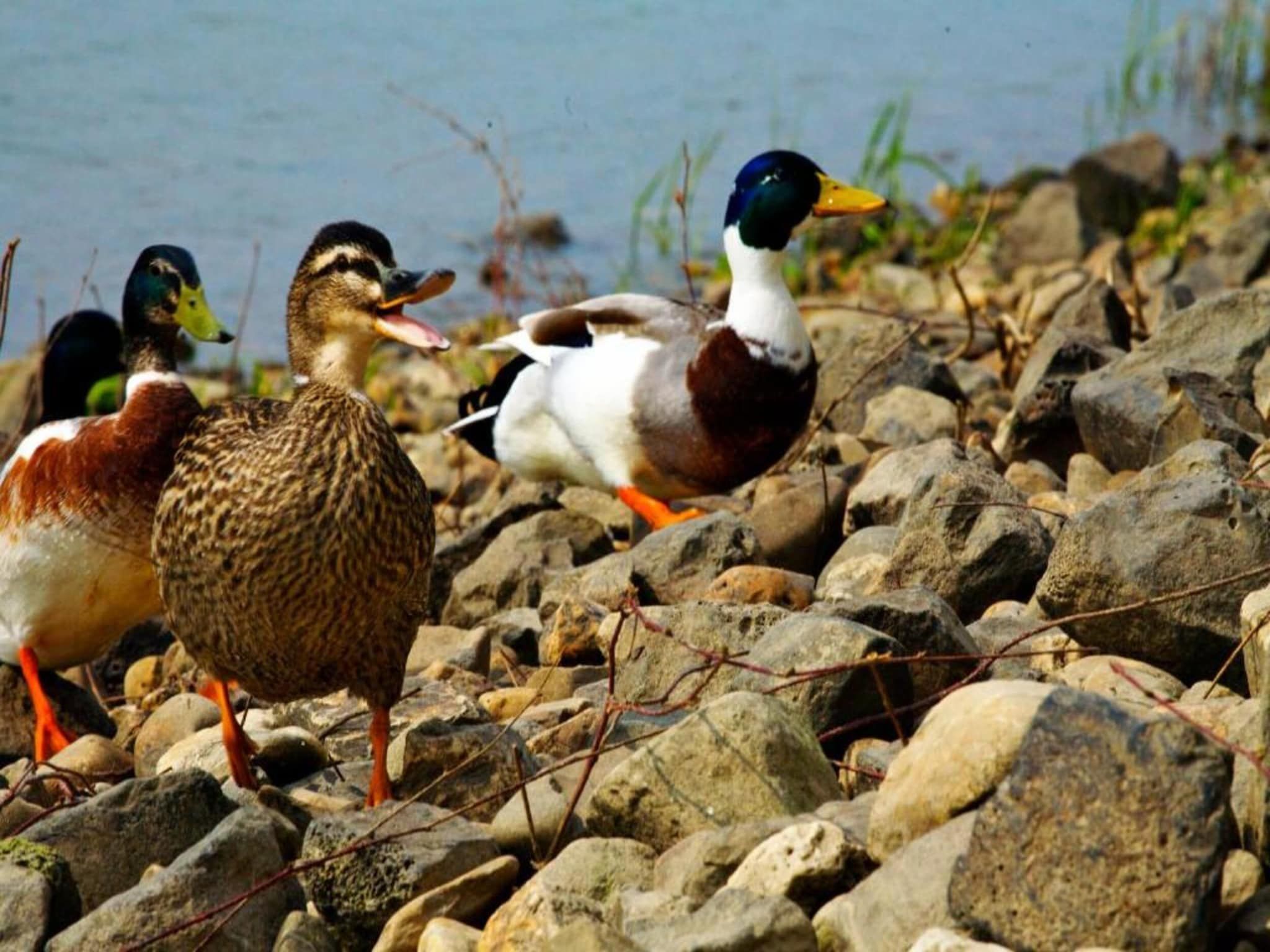 Resort Arcen 13 in Arcen - Foto 37 van 40