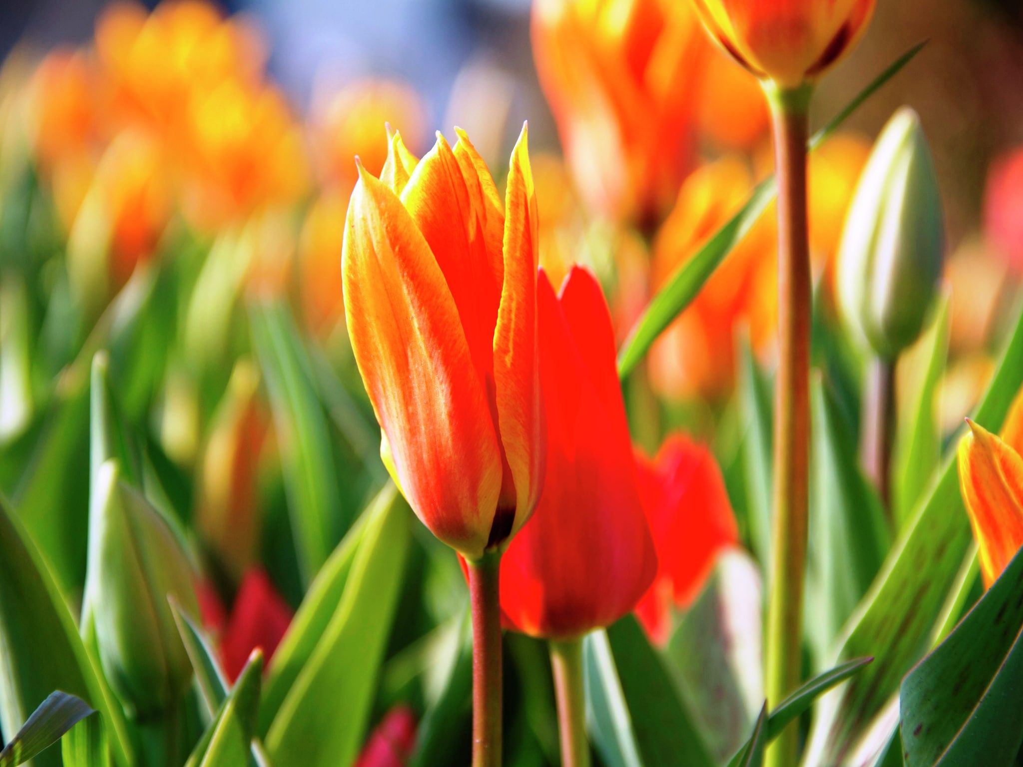 Bungalowpark de Gouden Spar 3 in Noordwijk - Foto 34 van 40