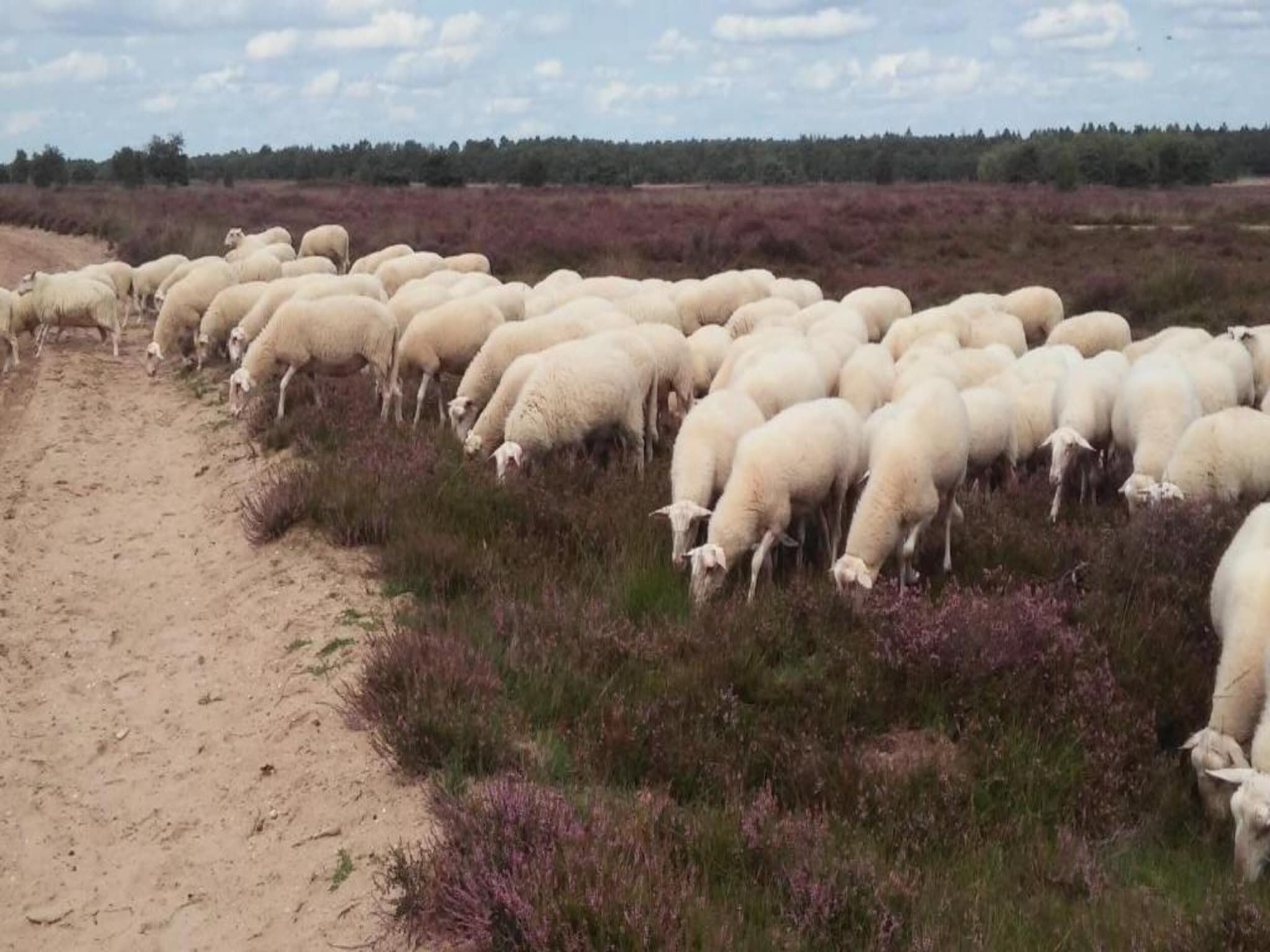 Landgoed De IJsvogel 2 in Voorthuizen - Foto 36 van 40