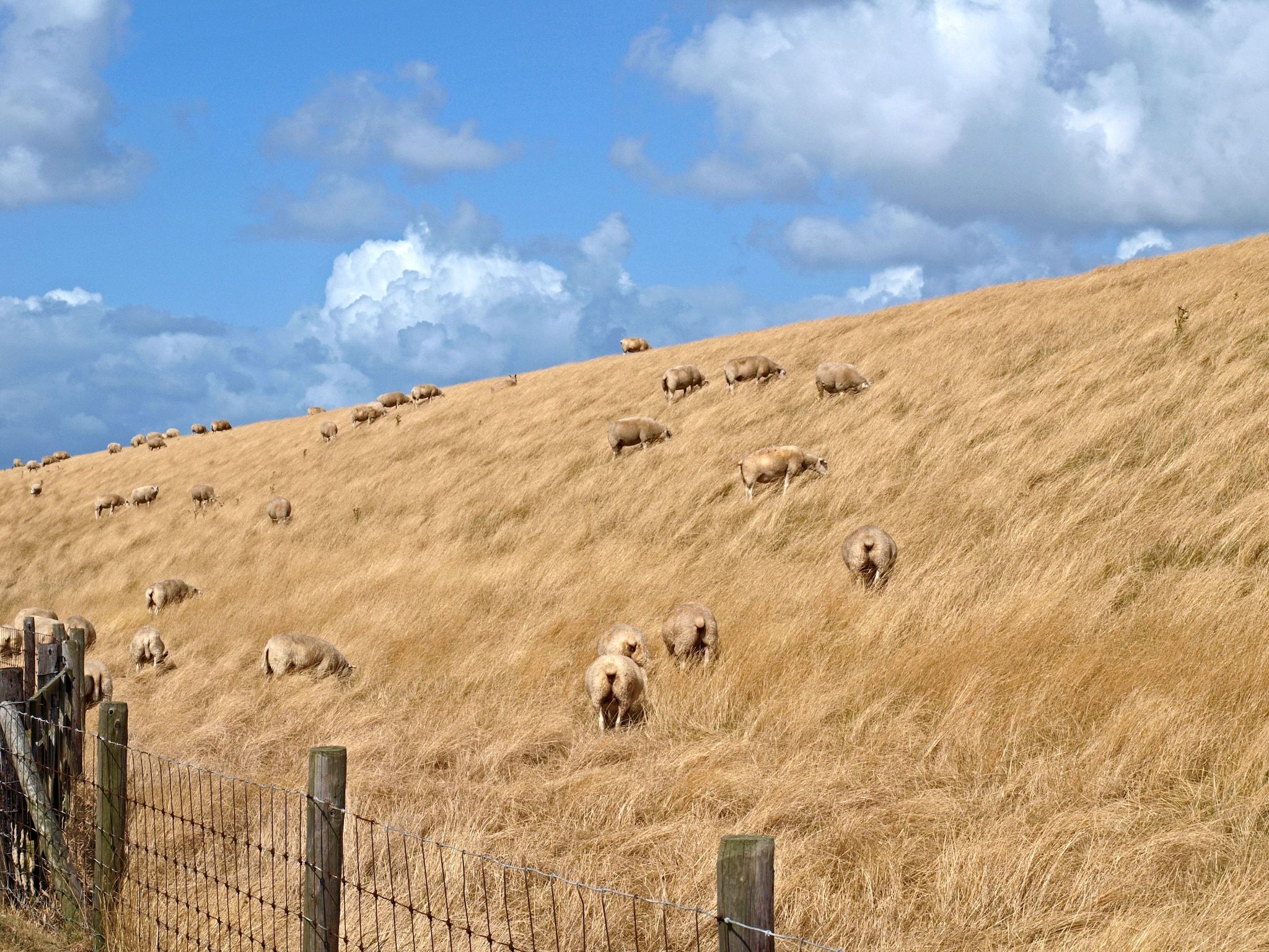 De omgeving van Kustpark Texel 4 in De Koog