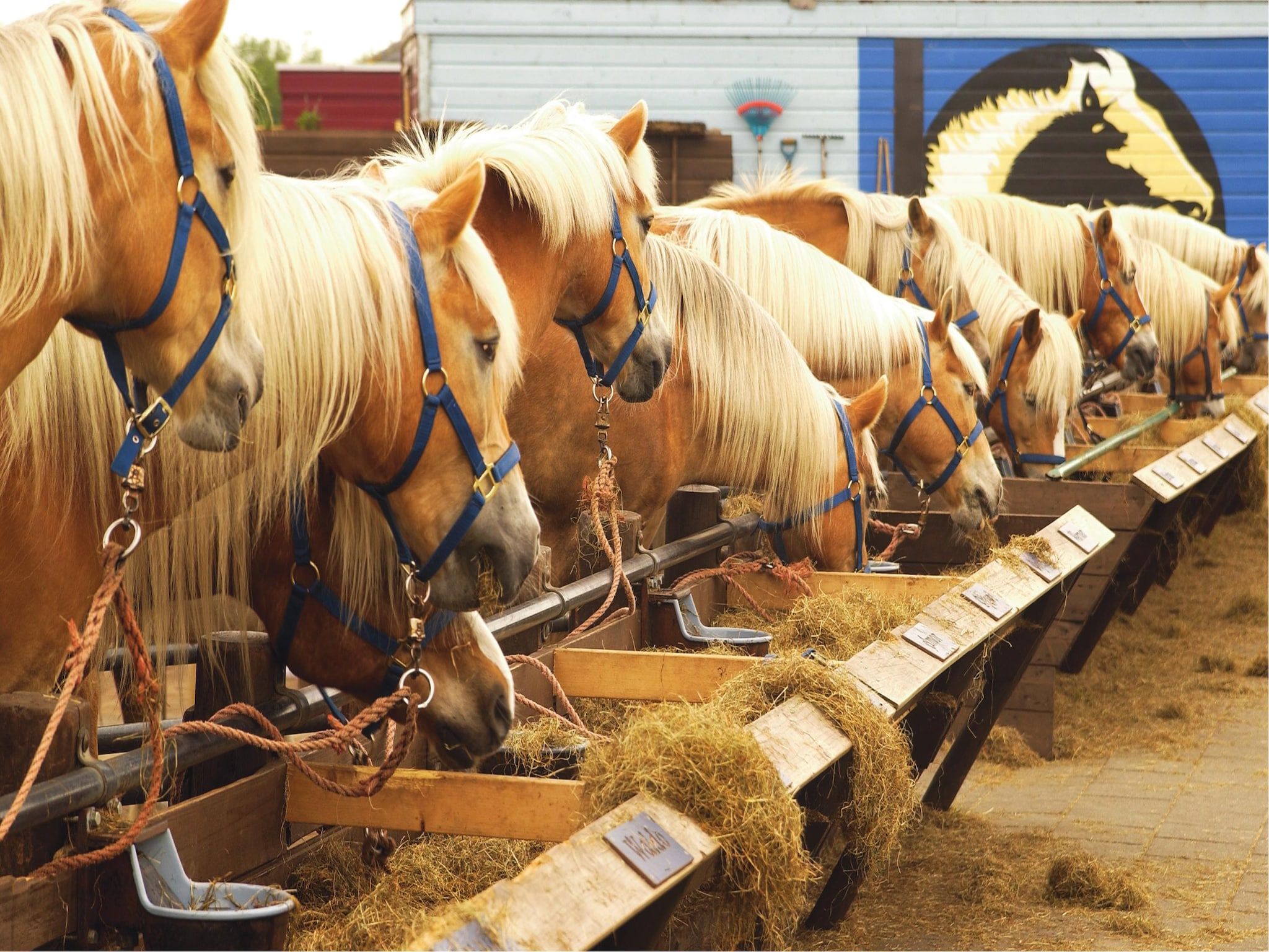 Kustpark Texel 4 in De Koog - Foto 9 van 40