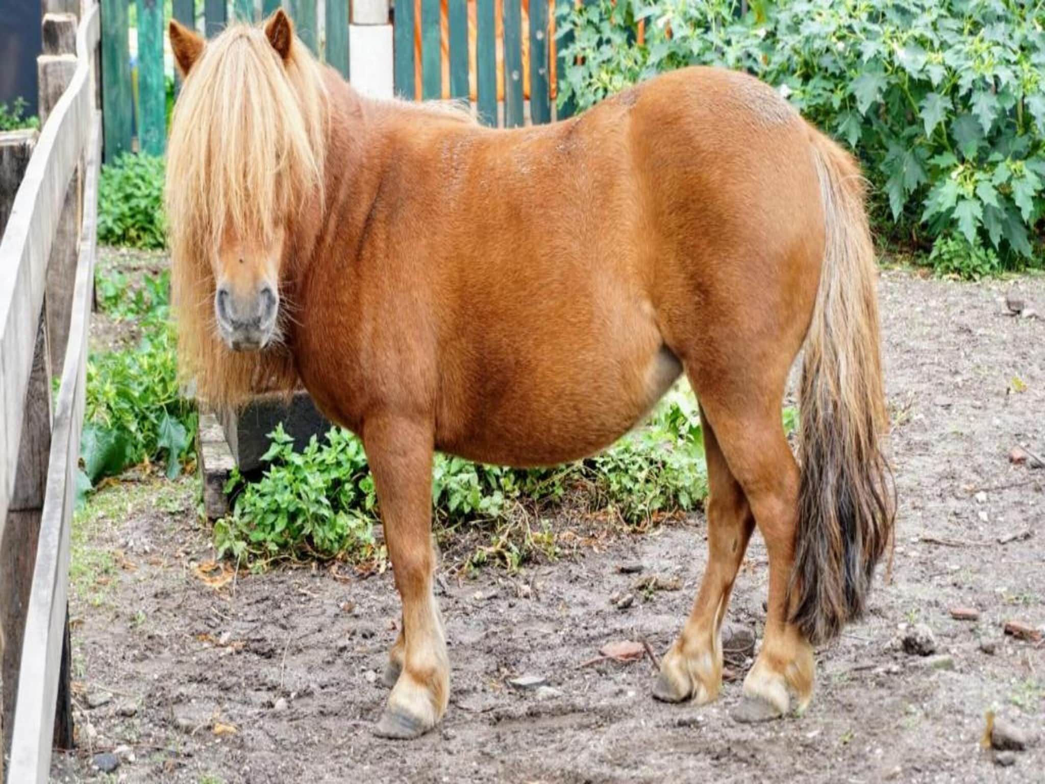 Vakantiepark Sandberghe 1 in Uden - Foto 36 van 40