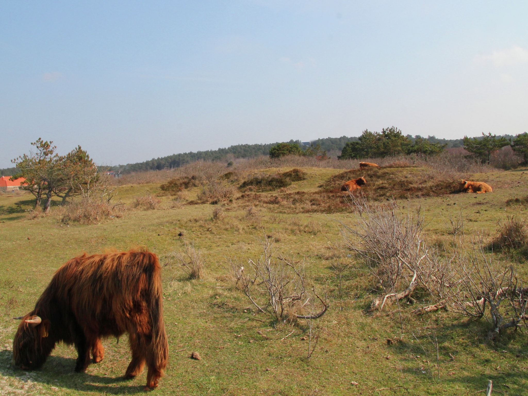 De omgeving van Sea Lodges Bloemendaal 2 in Bloemendaal