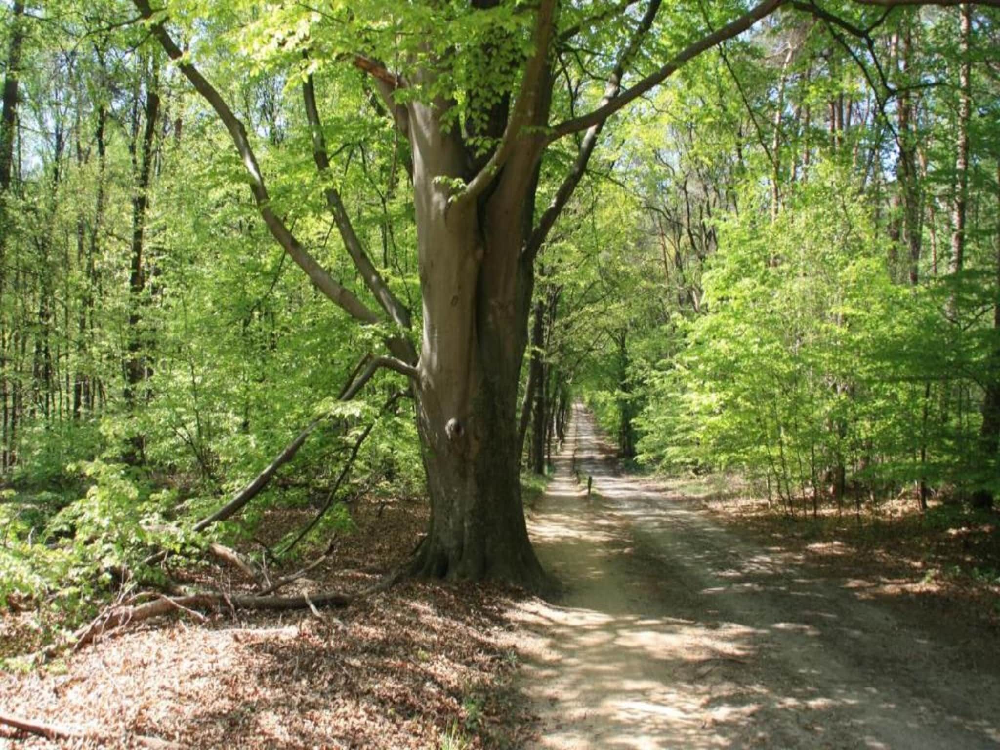 De omgeving van Chaletpark Kuiperberg 4 in Ootmarsum