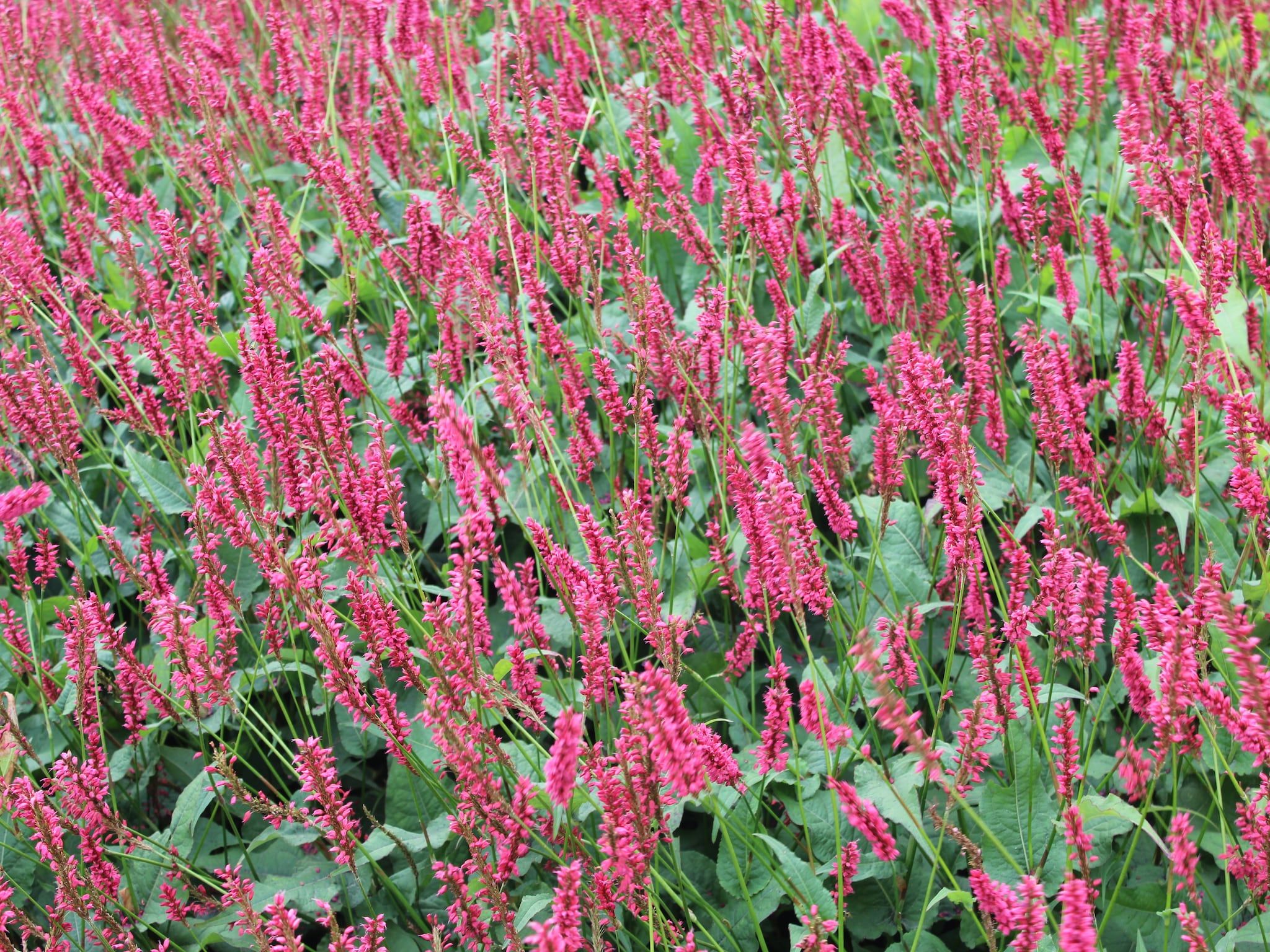 Sfeerbeeld van Resort Mooi Bemelen 4 in Bemelen