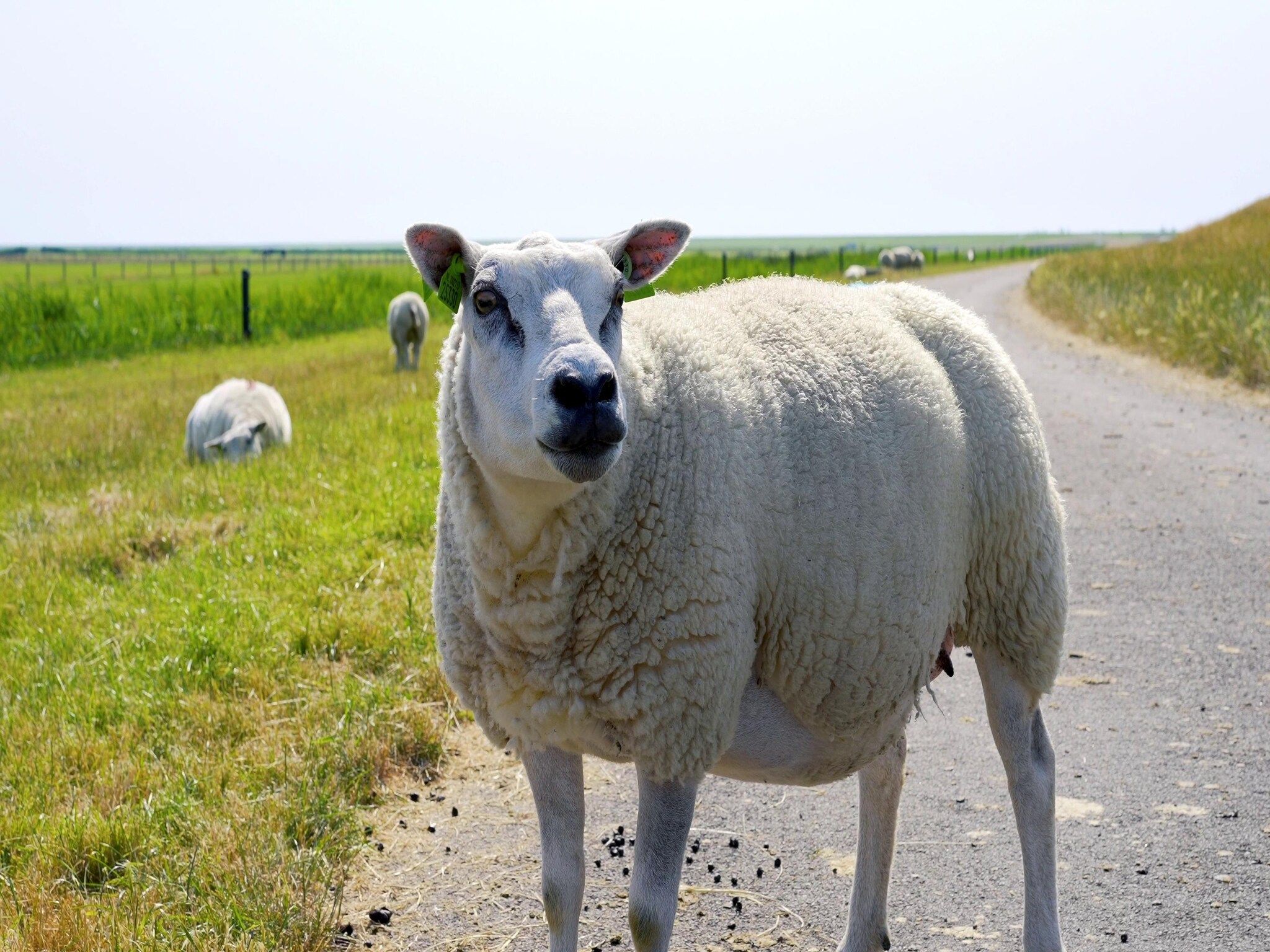 Sea Lodges Ameland 1 in Hollum - Foto 31 van 41